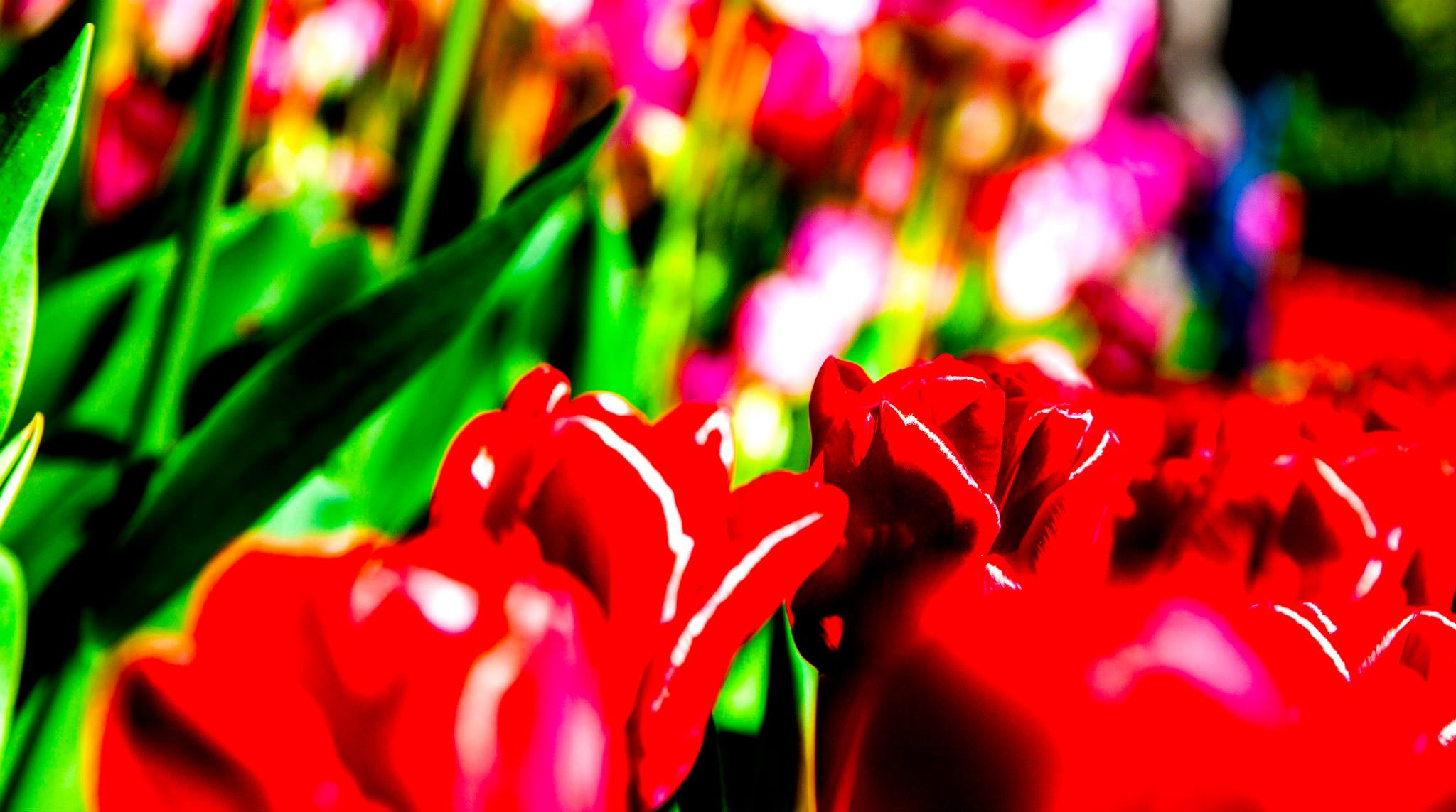 12.Keukenhof — 8 000 000…. Путешествия в формате 360......
