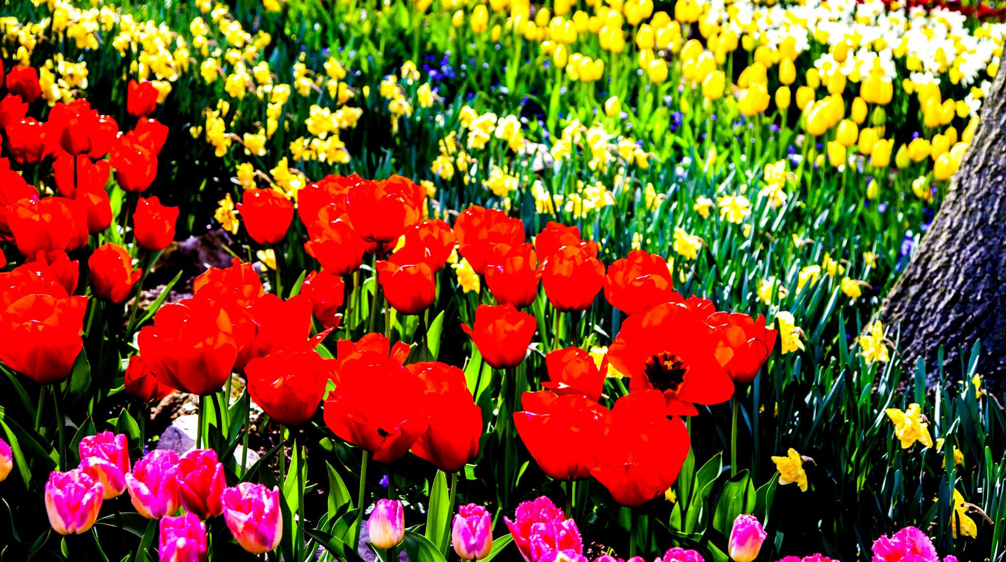 12.Keukenhof — 8 000 000…. Путешествия в формате 360......