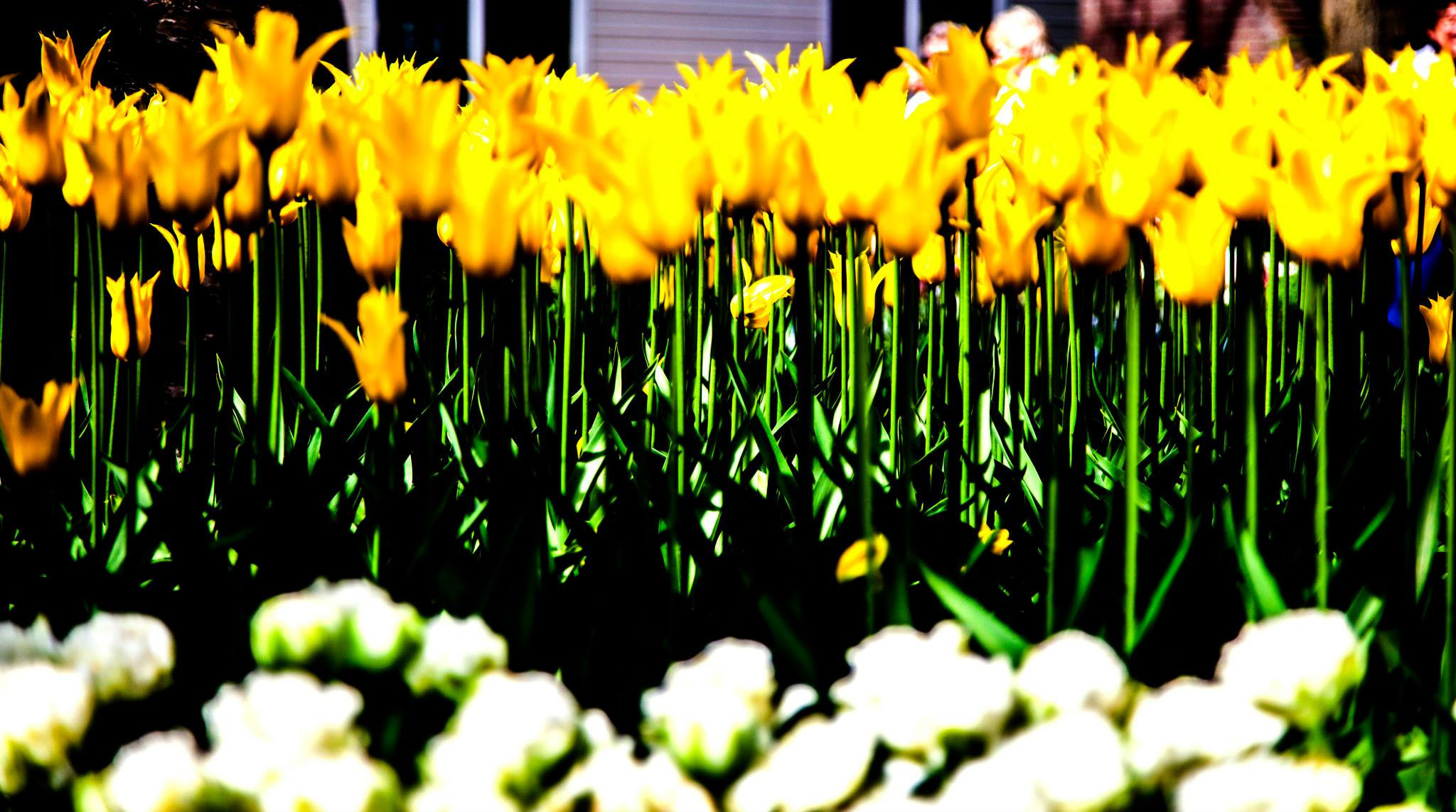 12.Keukenhof — 8 000 000…. Путешествия в формате 360......