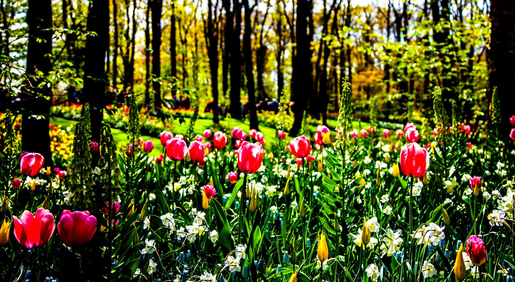 12.Keukenhof — 8 000 000…. Путешествия в формате 360......