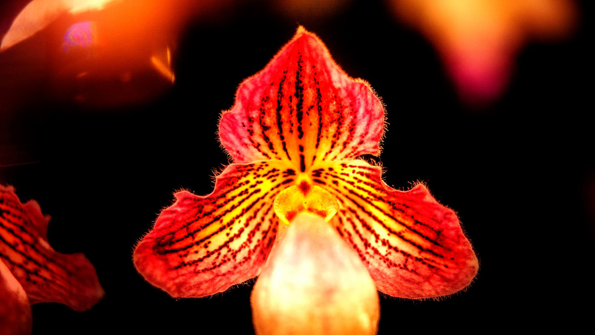 23.Orchids.Drezden. Путешествия в формате 360......