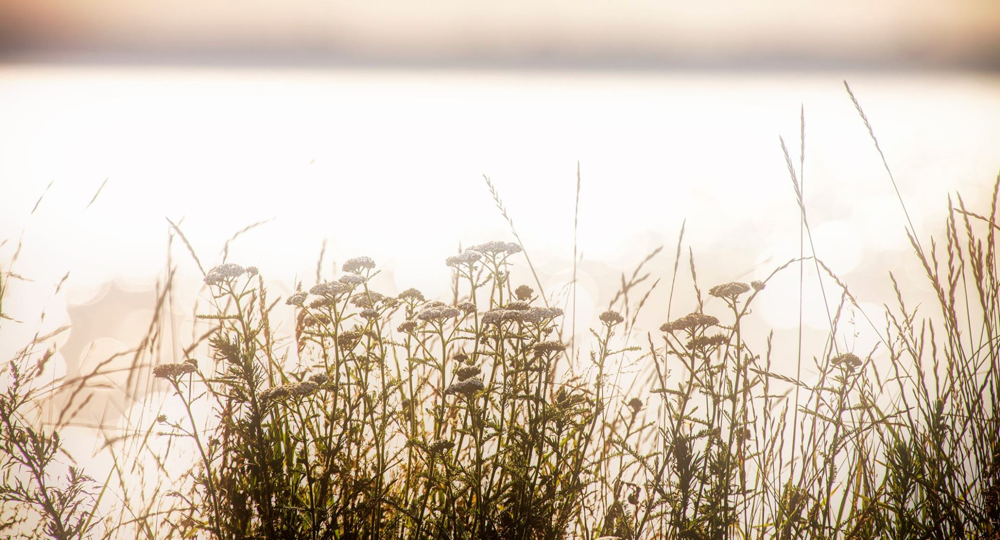 60.Kongeriget Danmark.Limfjord.Ostrov Mors.22/7-30/7/2019. Путешествия в формате 360......