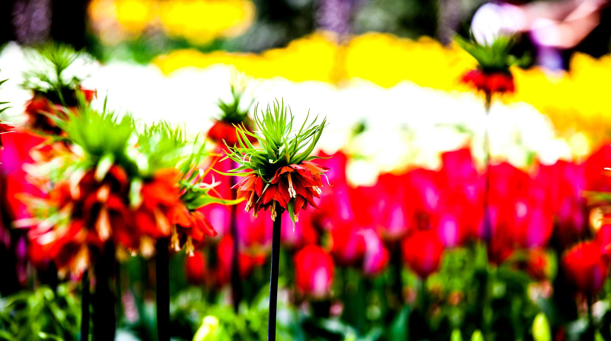 12.Keukenhof — 8 000 000…. Путешествия в формате 360......