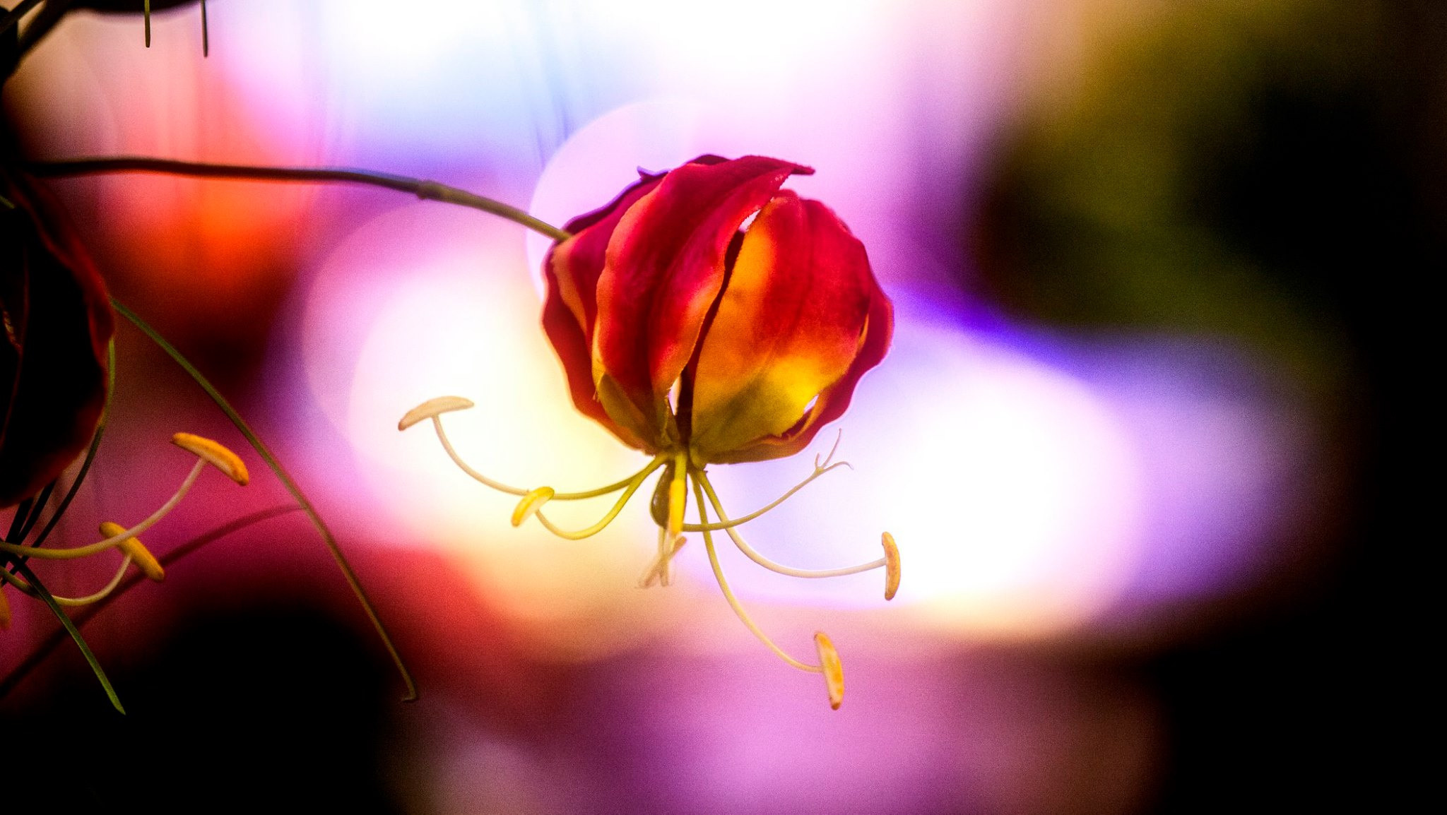 23.Orchids.Drezden. Путешествия в формате 360......