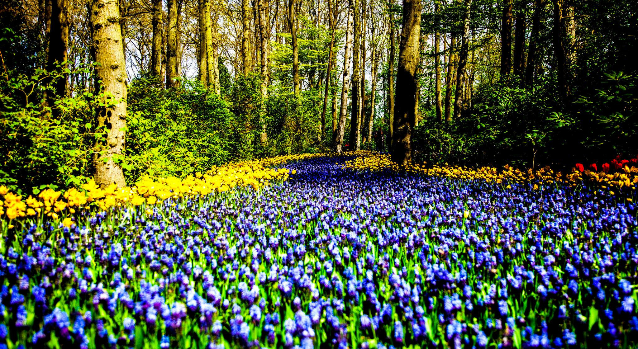 12.Keukenhof — 8 000 000…. Путешествия в формате 360......