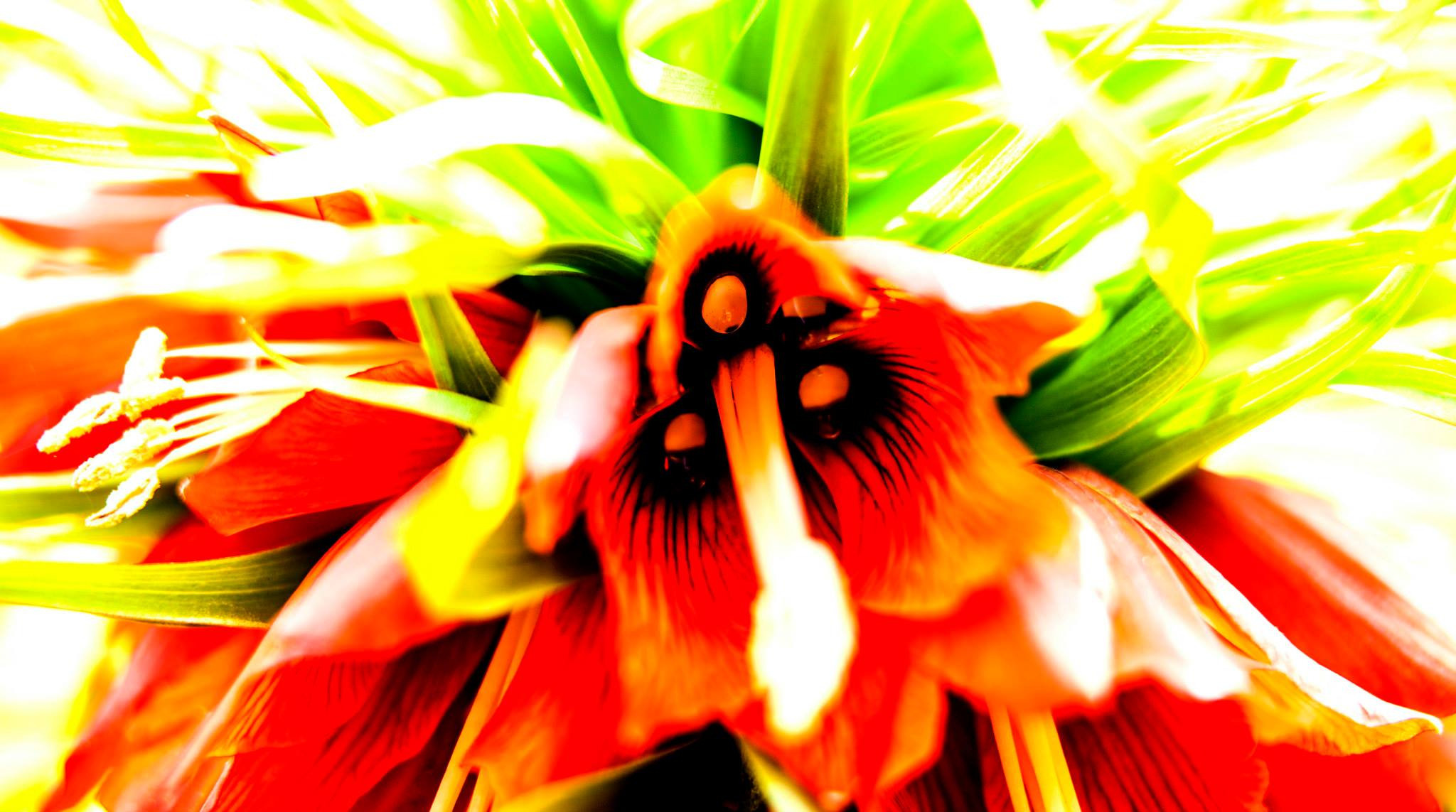 12.Keukenhof — 8 000 000…. Путешествия в формате 360......