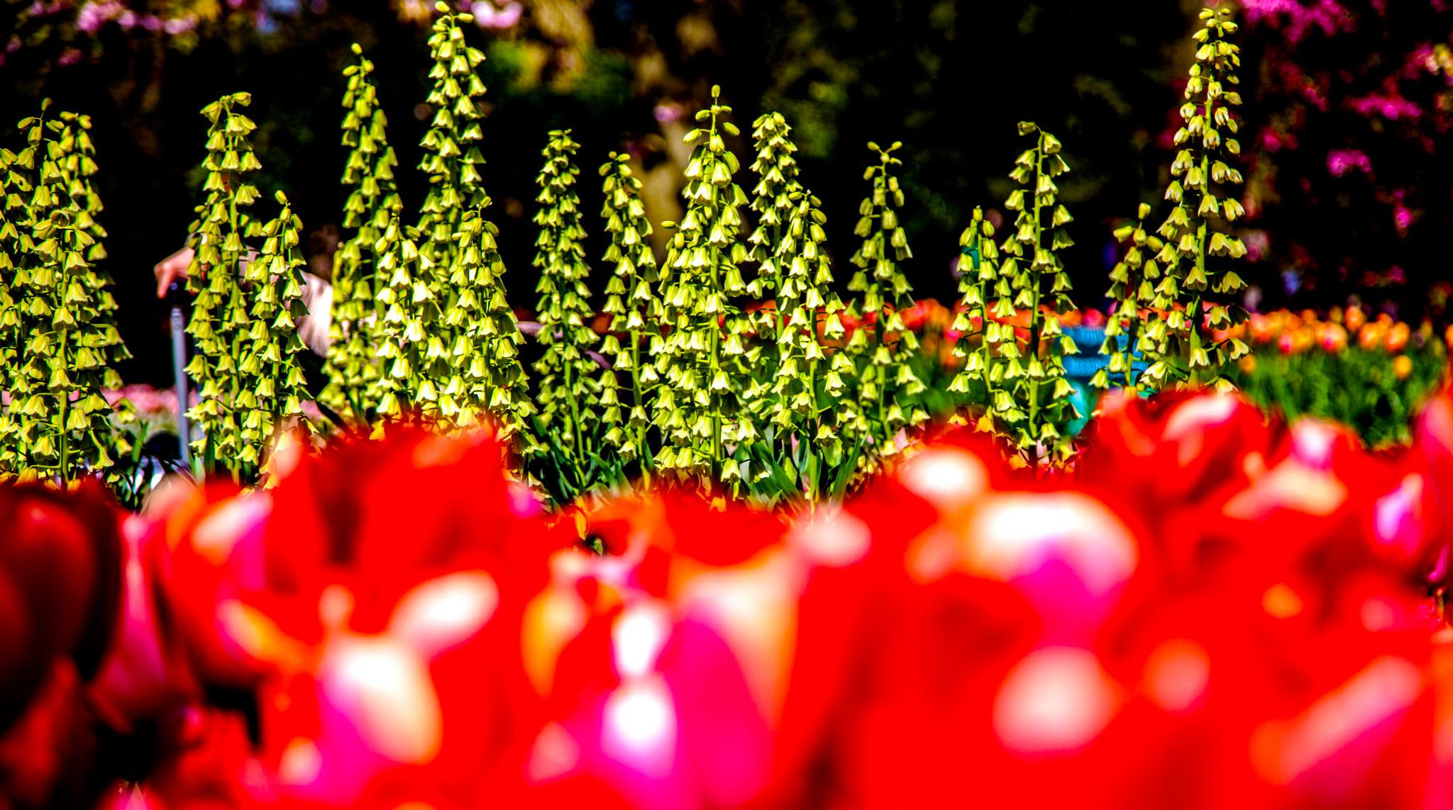 12.Keukenhof — 8 000 000…. Путешествия в формате 360......
