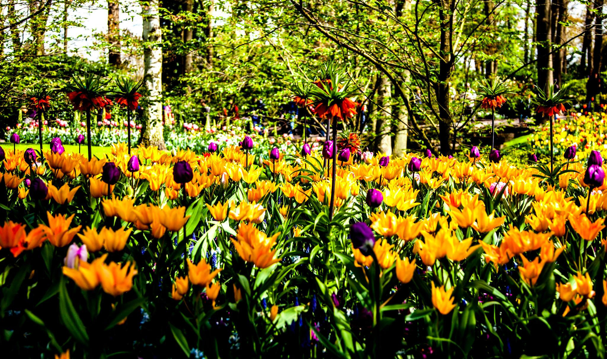 12.Keukenhof — 8 000 000…. Путешествия в формате 360......