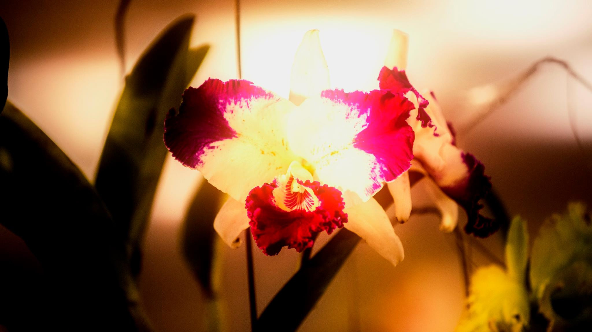 23.Orchids.Drezden. Путешествия в формате 360......
