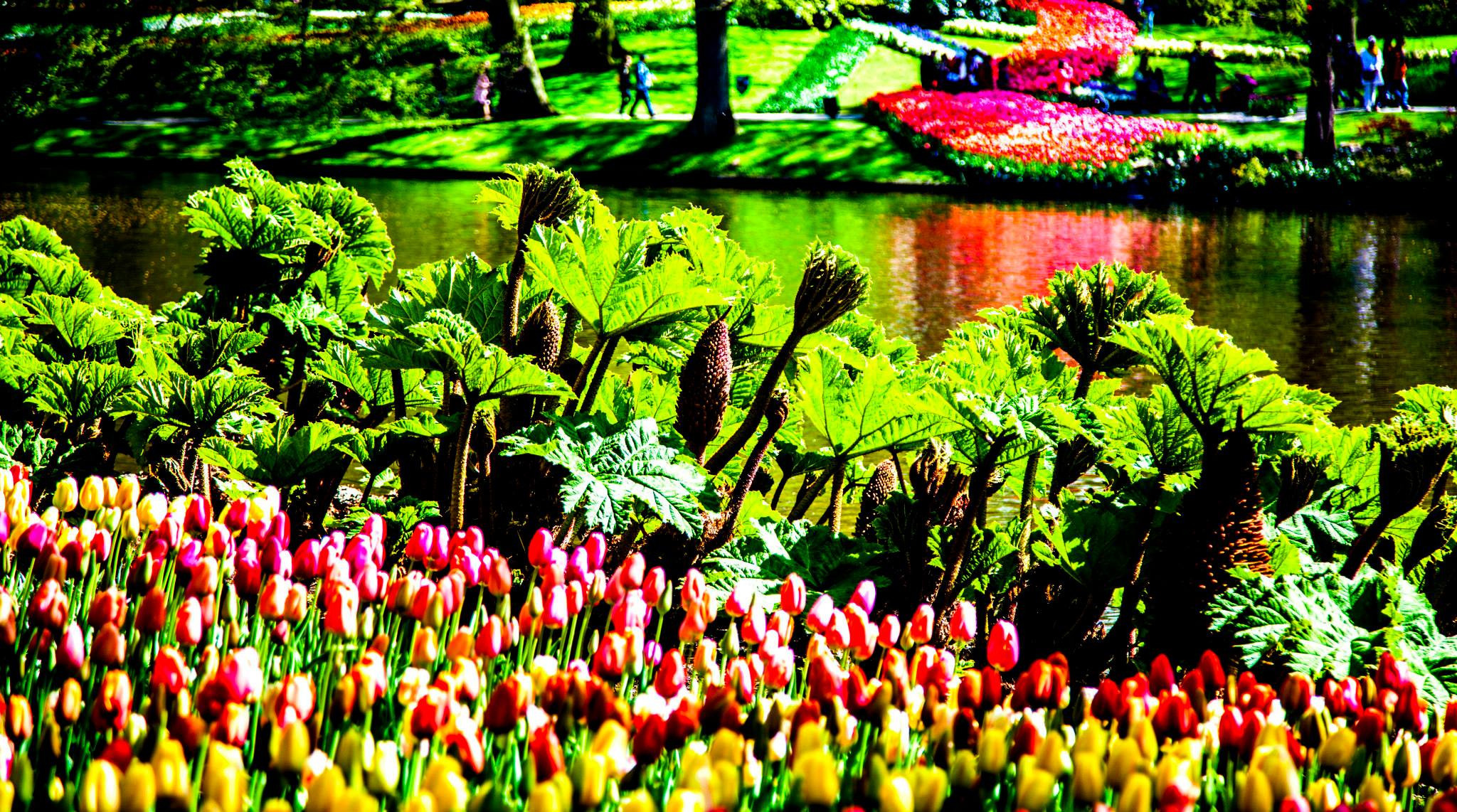 12.Keukenhof — 8 000 000…. Путешествия в формате 360......