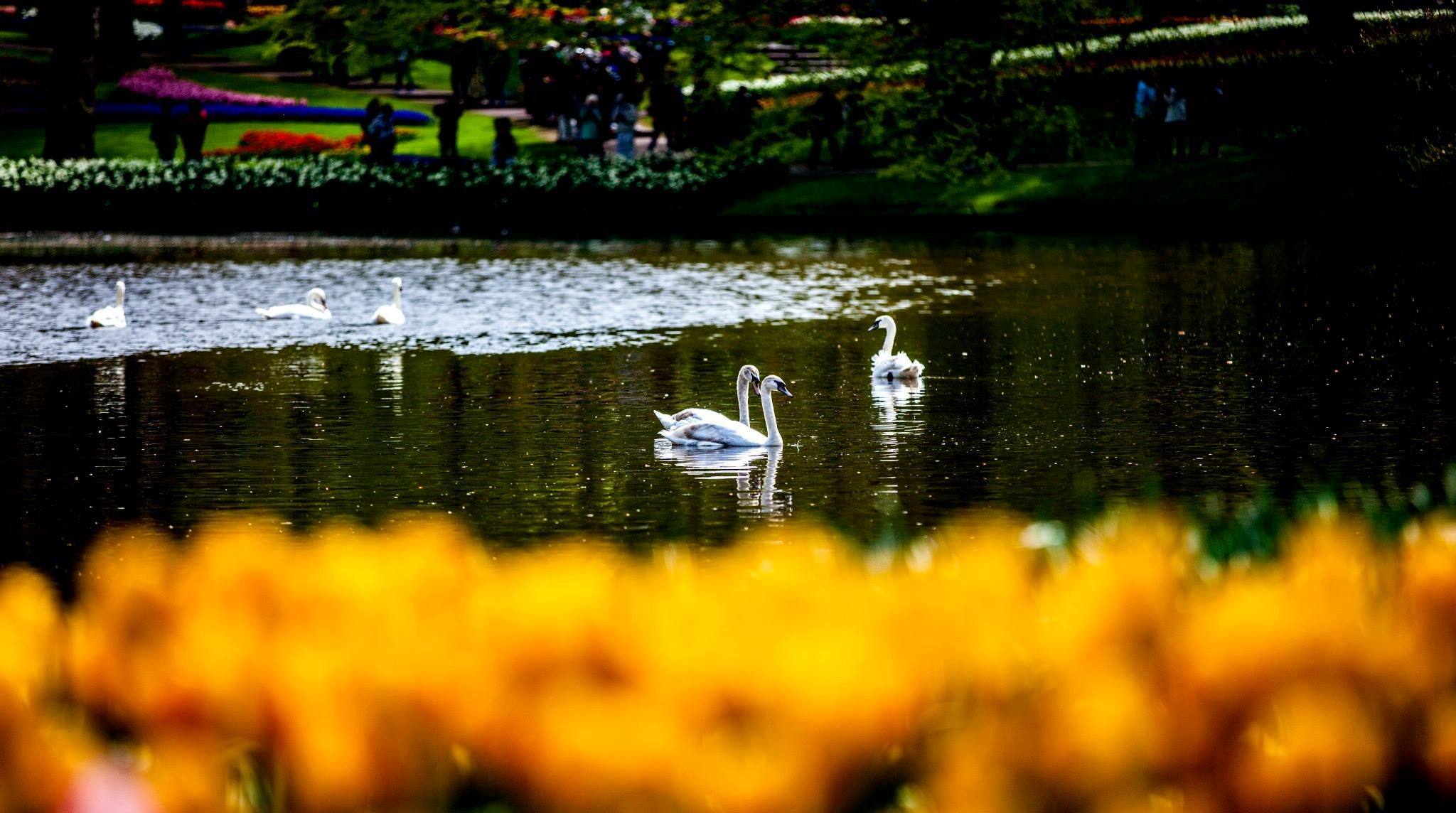 12.Keukenhof — 8 000 000…. Путешествия в формате 360......