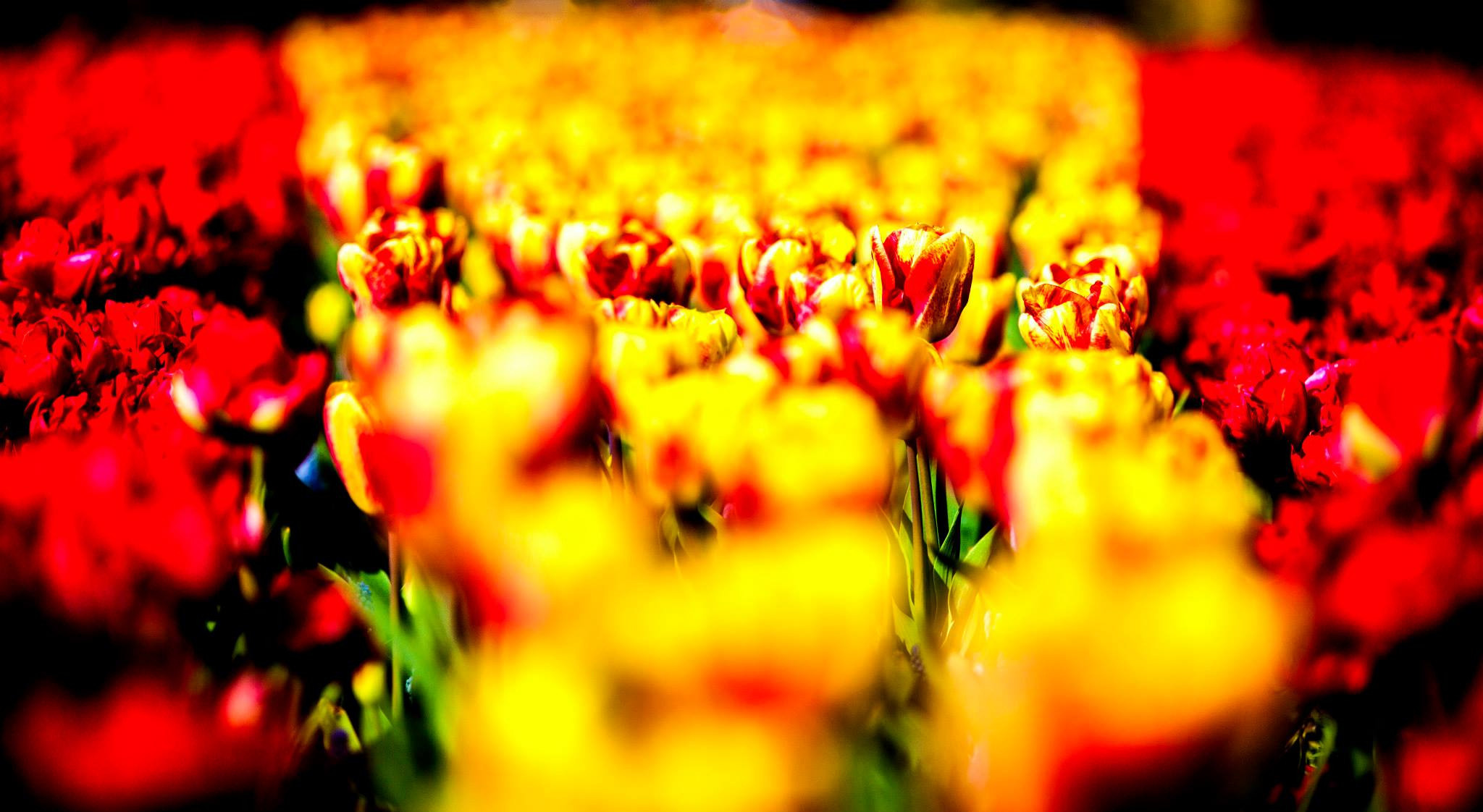 12.Keukenhof — 8 000 000…. Путешествия в формате 360......