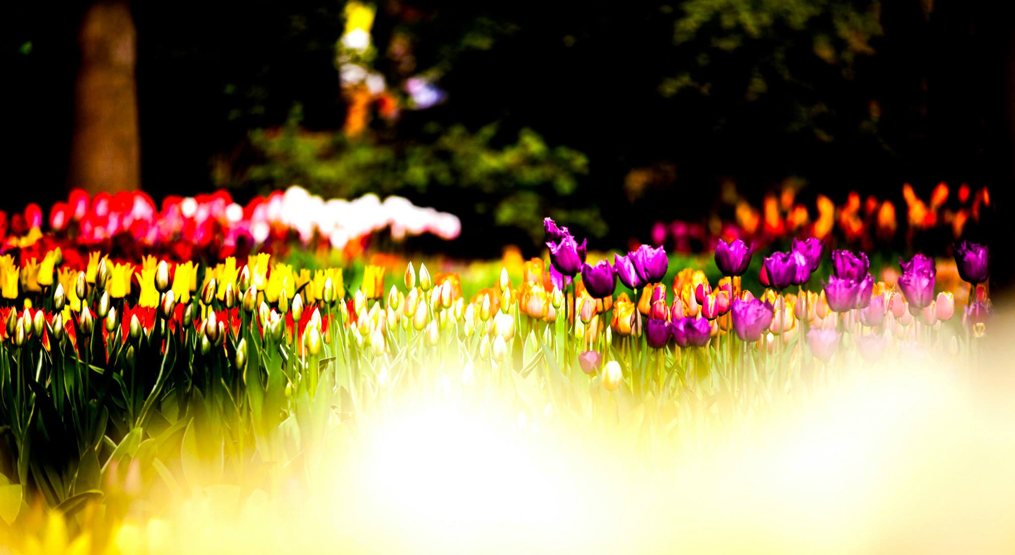12.Keukenhof — 8 000 000…. Путешествия в формате 360......