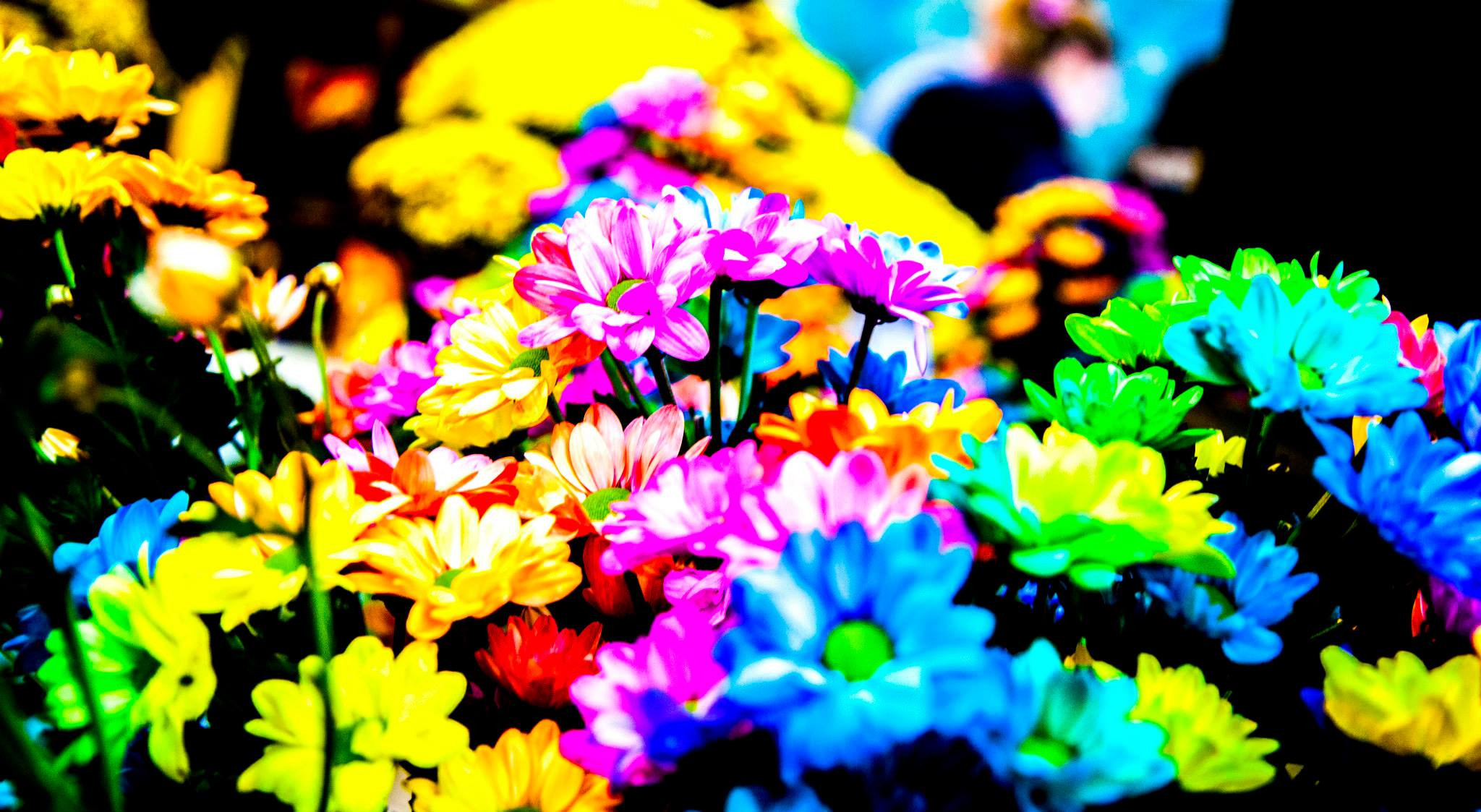 12.Keukenhof — 8 000 000…. Путешествия в формате 360......