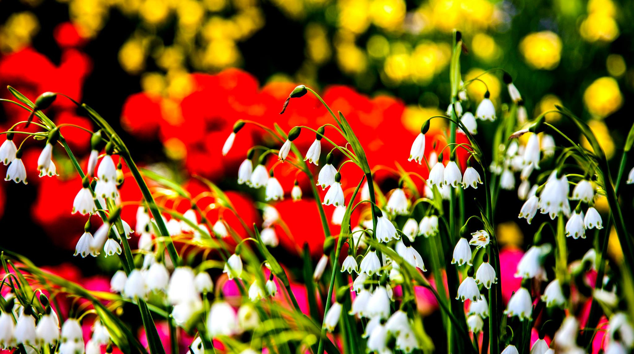 12.Keukenhof — 8 000 000…. Путешествия в формате 360......