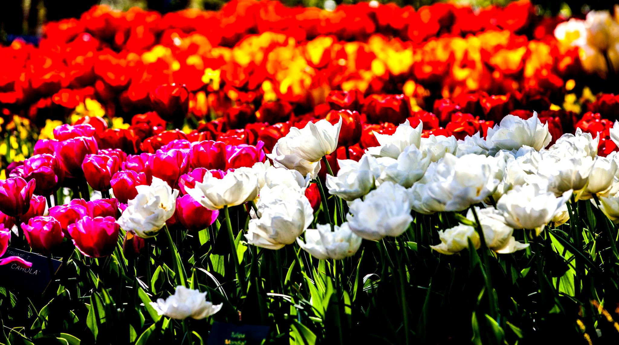 12.Keukenhof — 8 000 000…. Путешествия в формате 360......