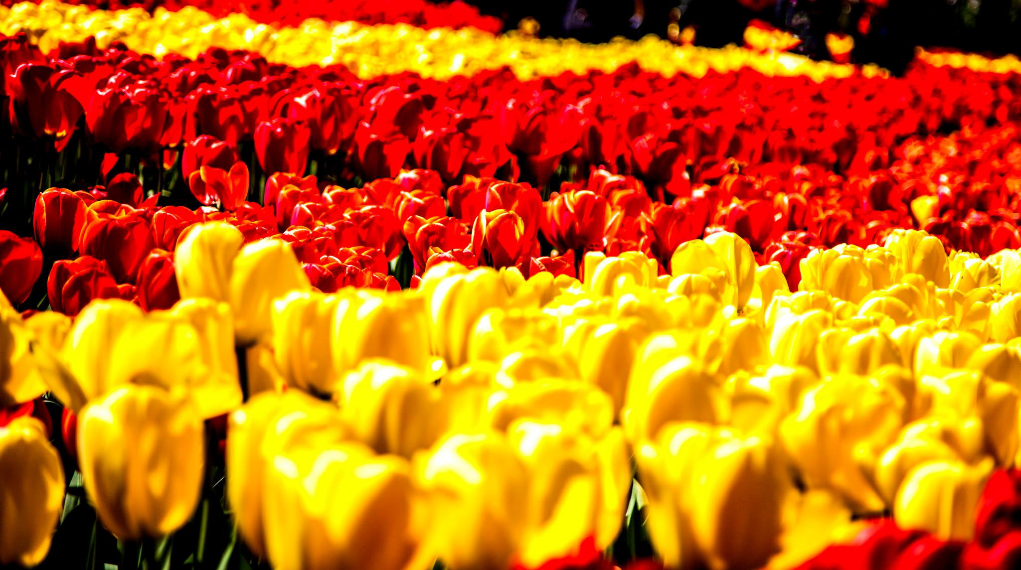 12.Keukenhof — 8 000 000…. Путешествия в формате 360......