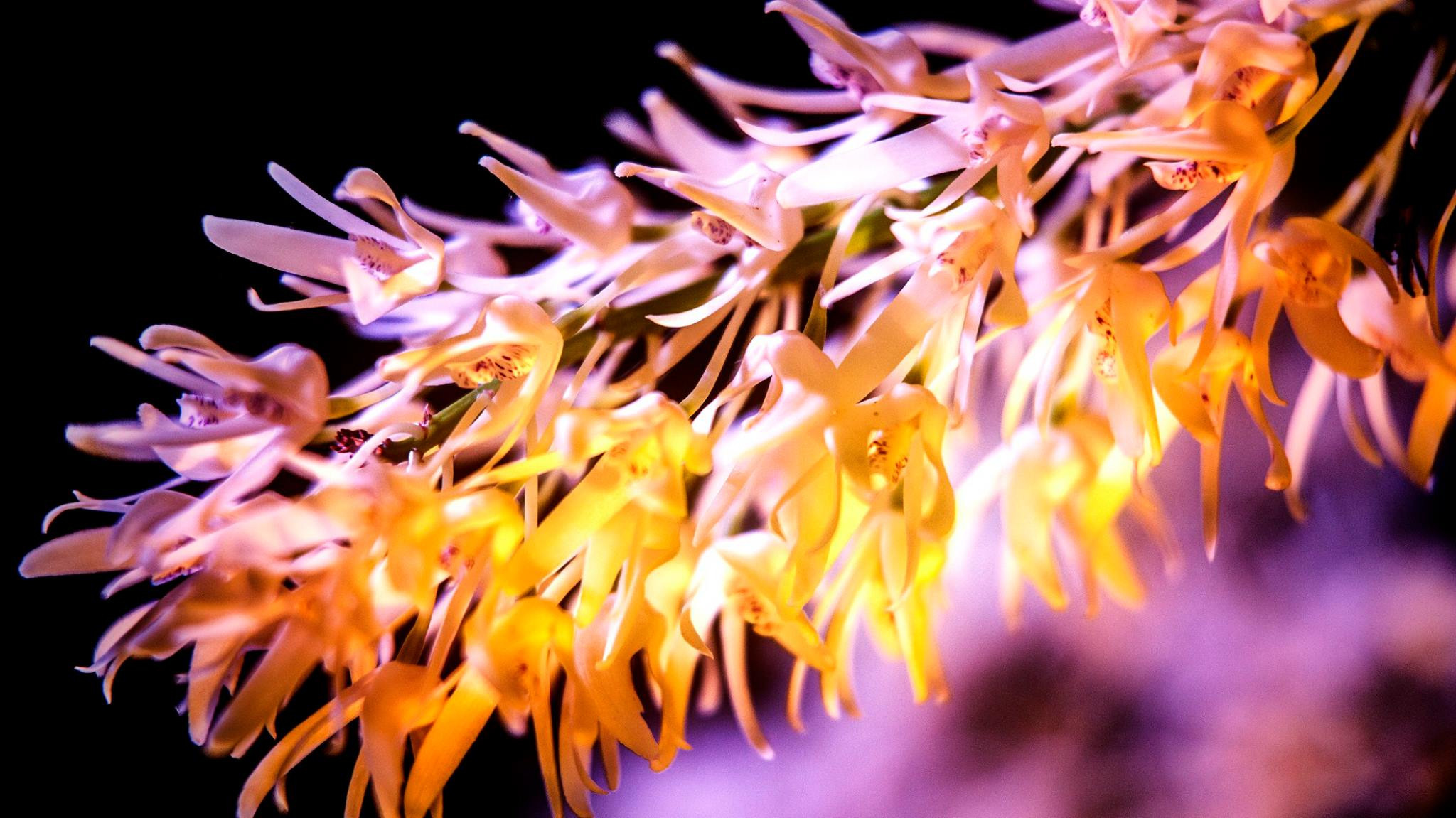23.Orchids.Drezden. Путешествия в формате 360......