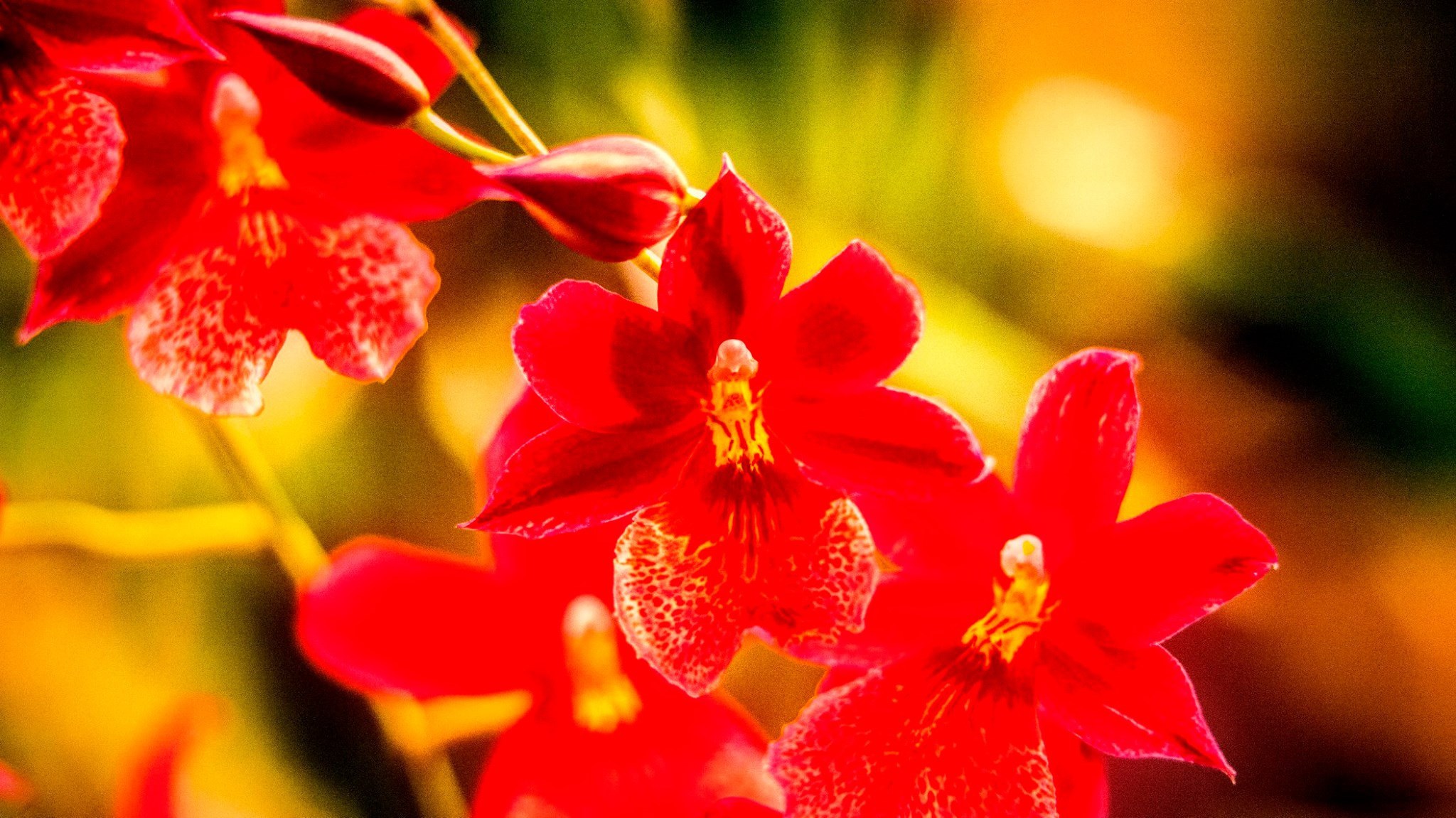 23.Orchids.Drezden. Путешествия в формате 360......