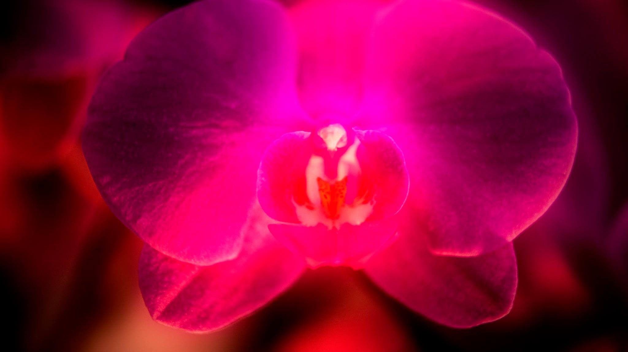 23.Orchids.Drezden. Путешествия в формате 360......