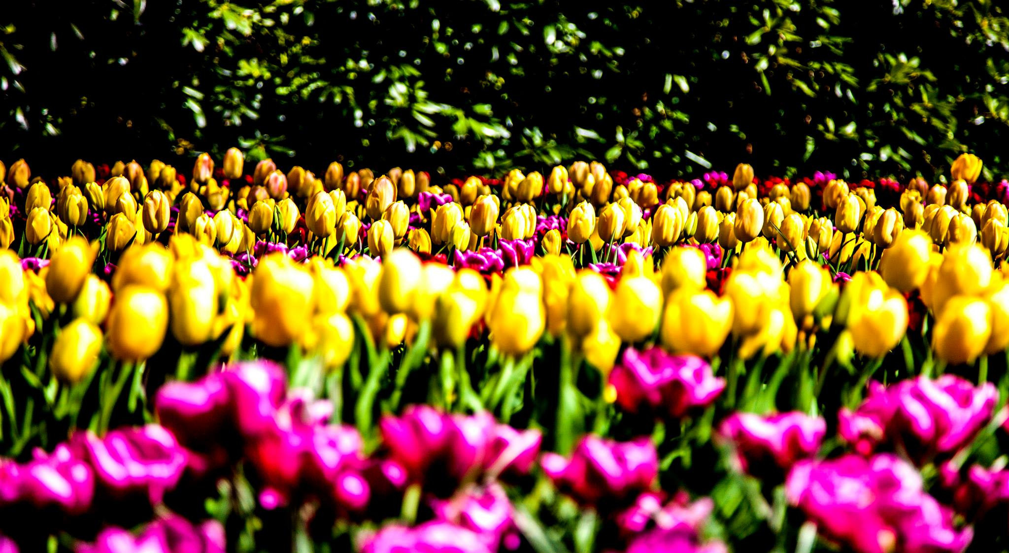 12.Keukenhof — 8 000 000…. Путешествия в формате 360......