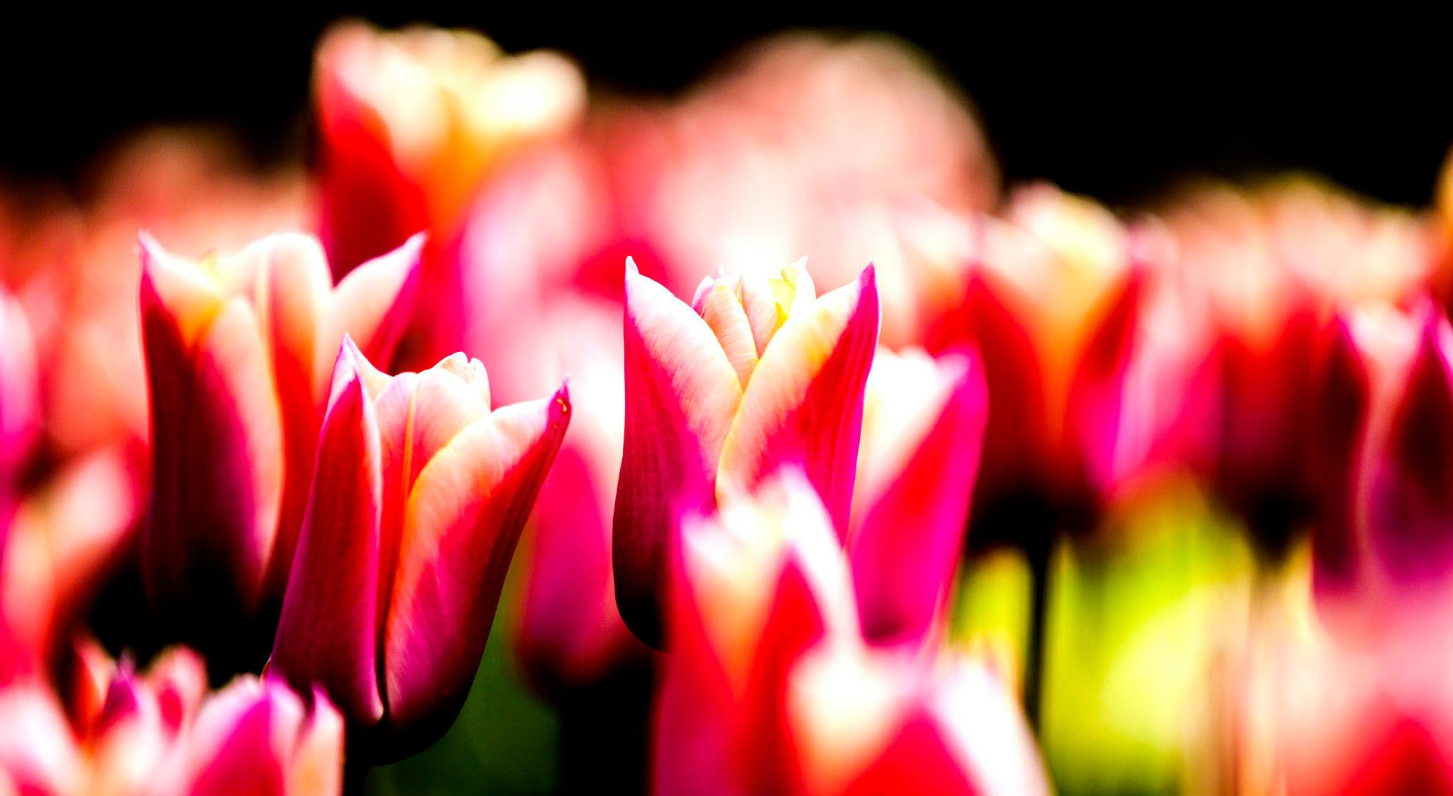 12.Keukenhof — 8 000 000…. Путешествия в формате 360......