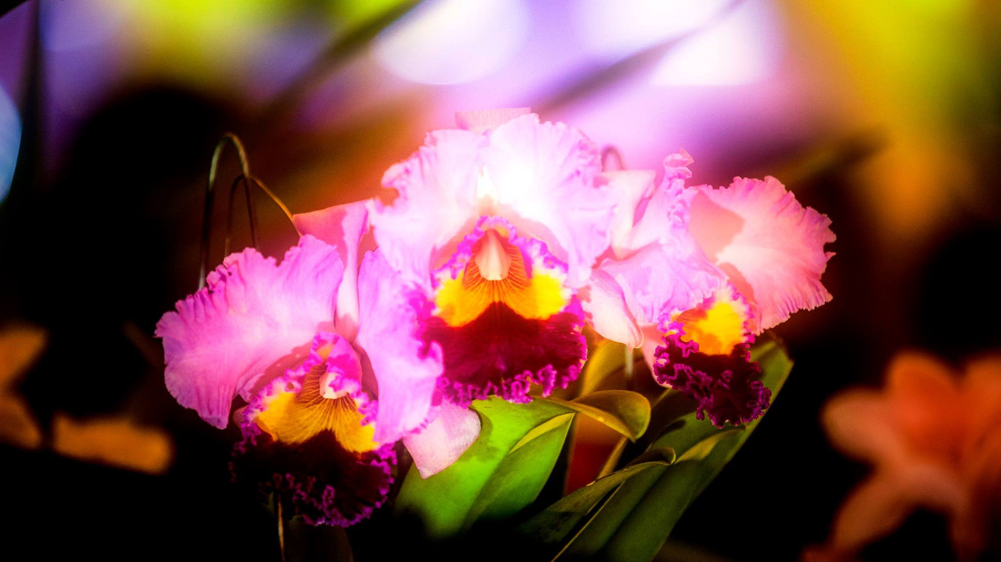 23.Orchids.Drezden. Путешествия в формате 360......