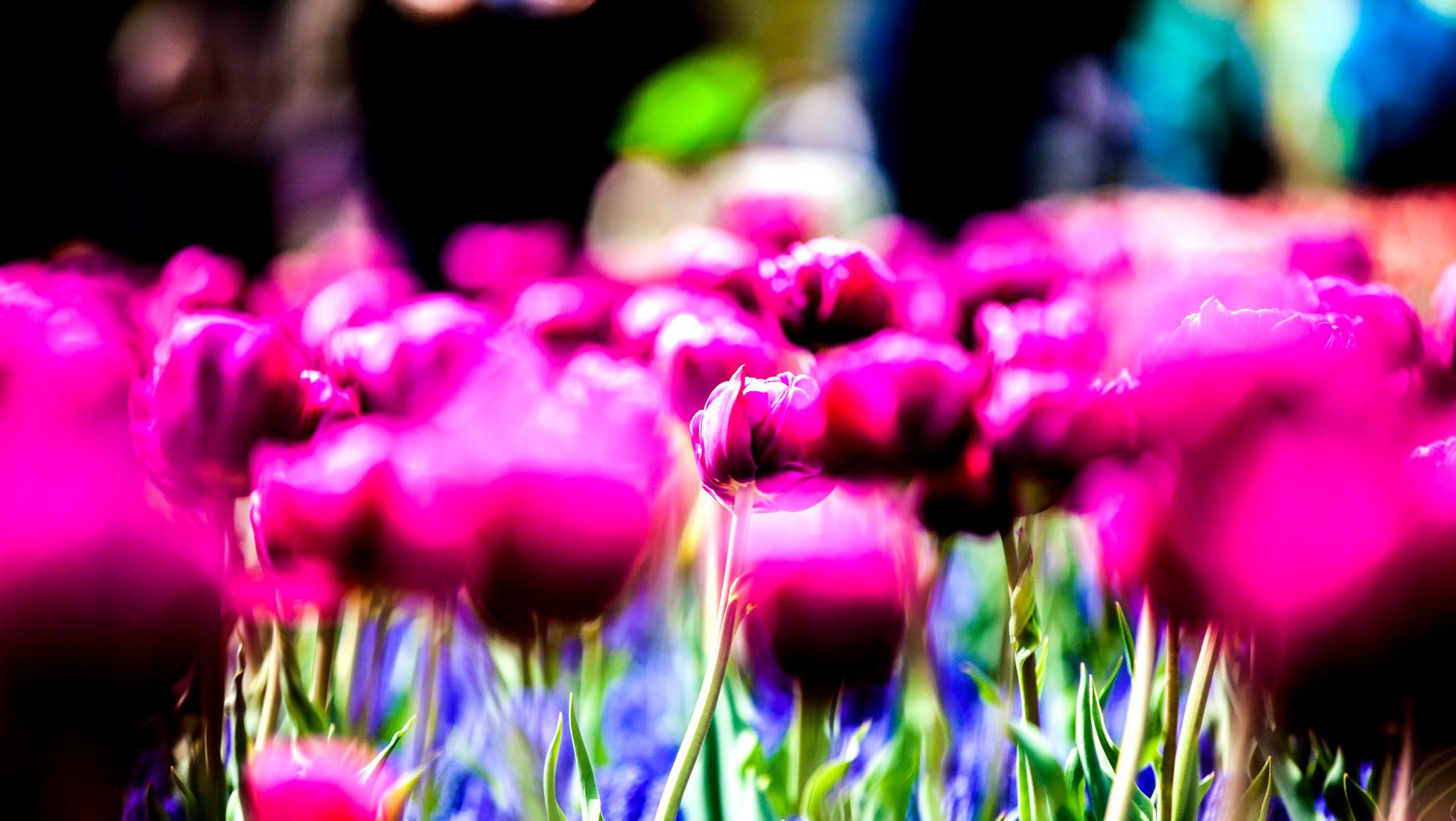 12.Keukenhof — 8 000 000…. Путешествия в формате 360......