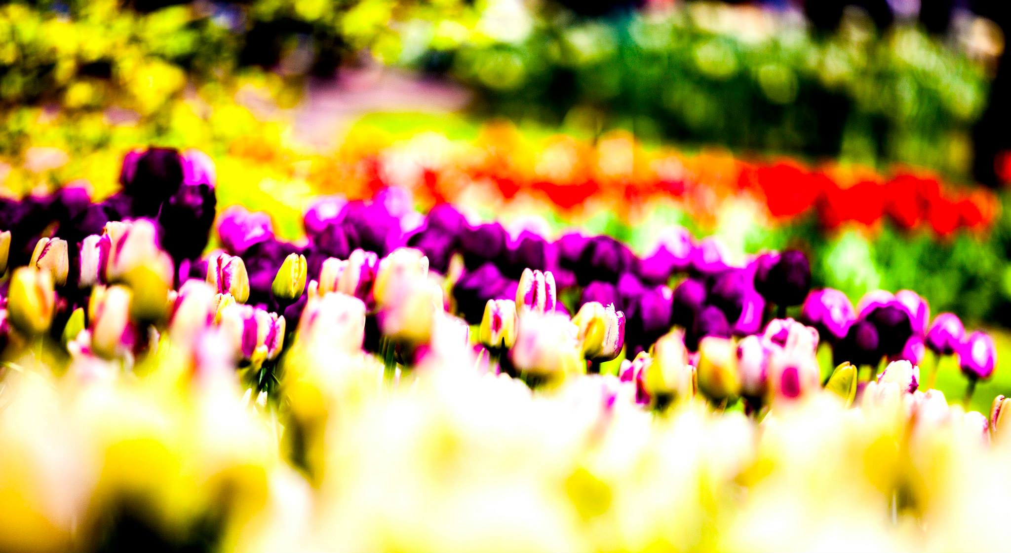 12.Keukenhof — 8 000 000…. Путешествия в формате 360......