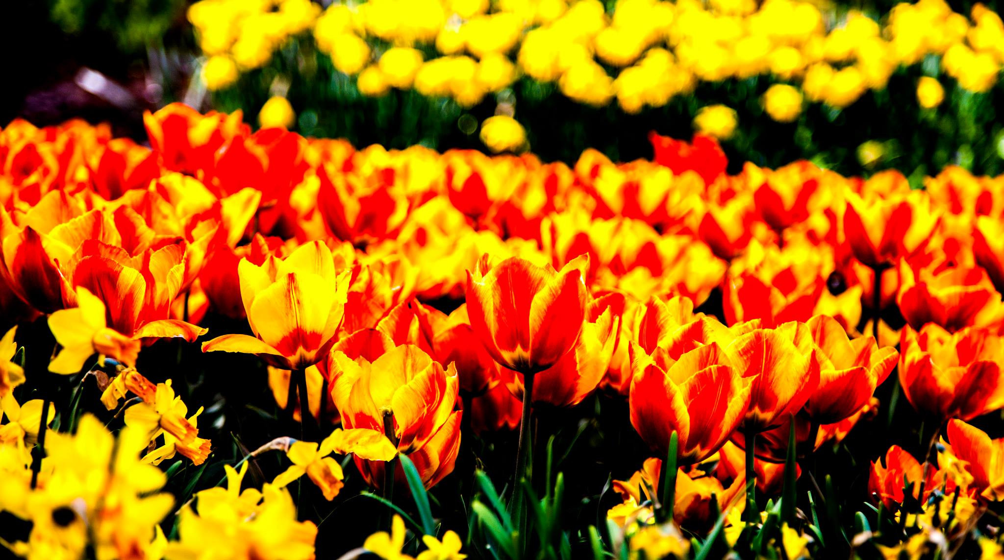 12.Keukenhof — 8 000 000…. Путешествия в формате 360......