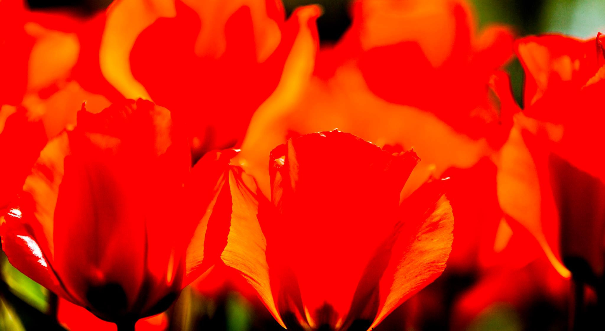 12.Keukenhof — 8 000 000…. Путешествия в формате 360......