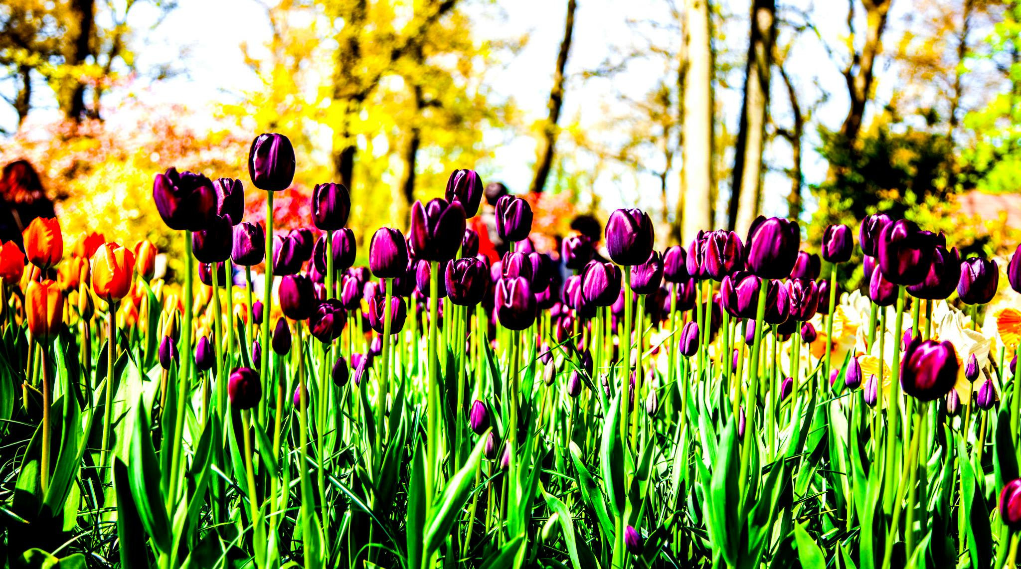12.Keukenhof — 8 000 000…. Путешествия в формате 360......