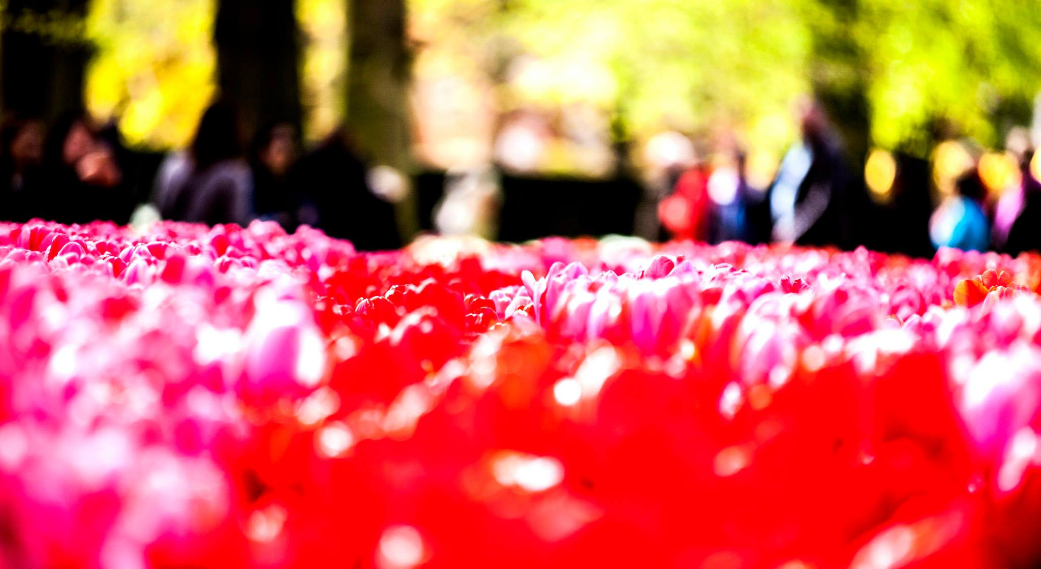 12.Keukenhof — 8 000 000…. Путешествия в формате 360......
