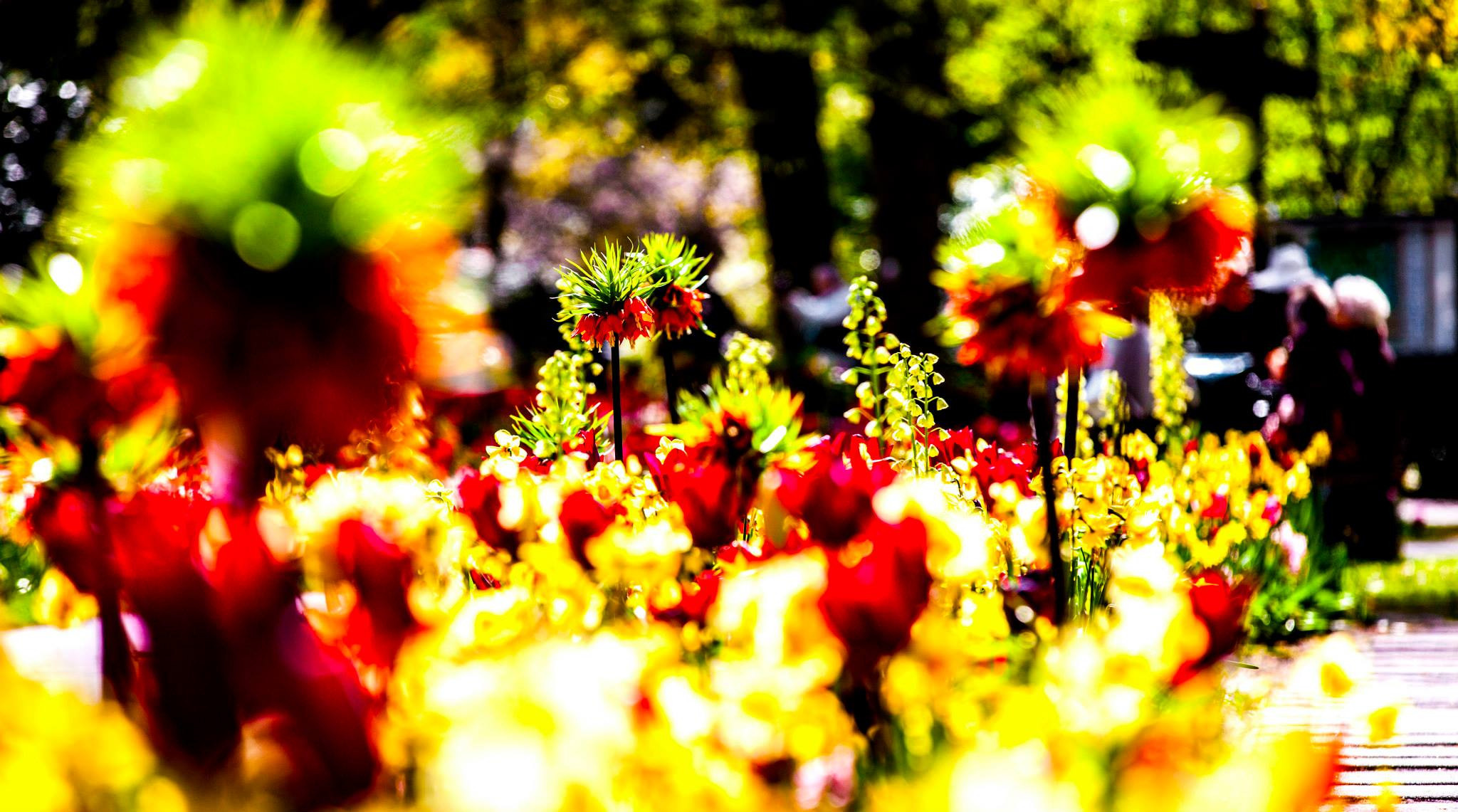 12.Keukenhof — 8 000 000…. Путешествия в формате 360......