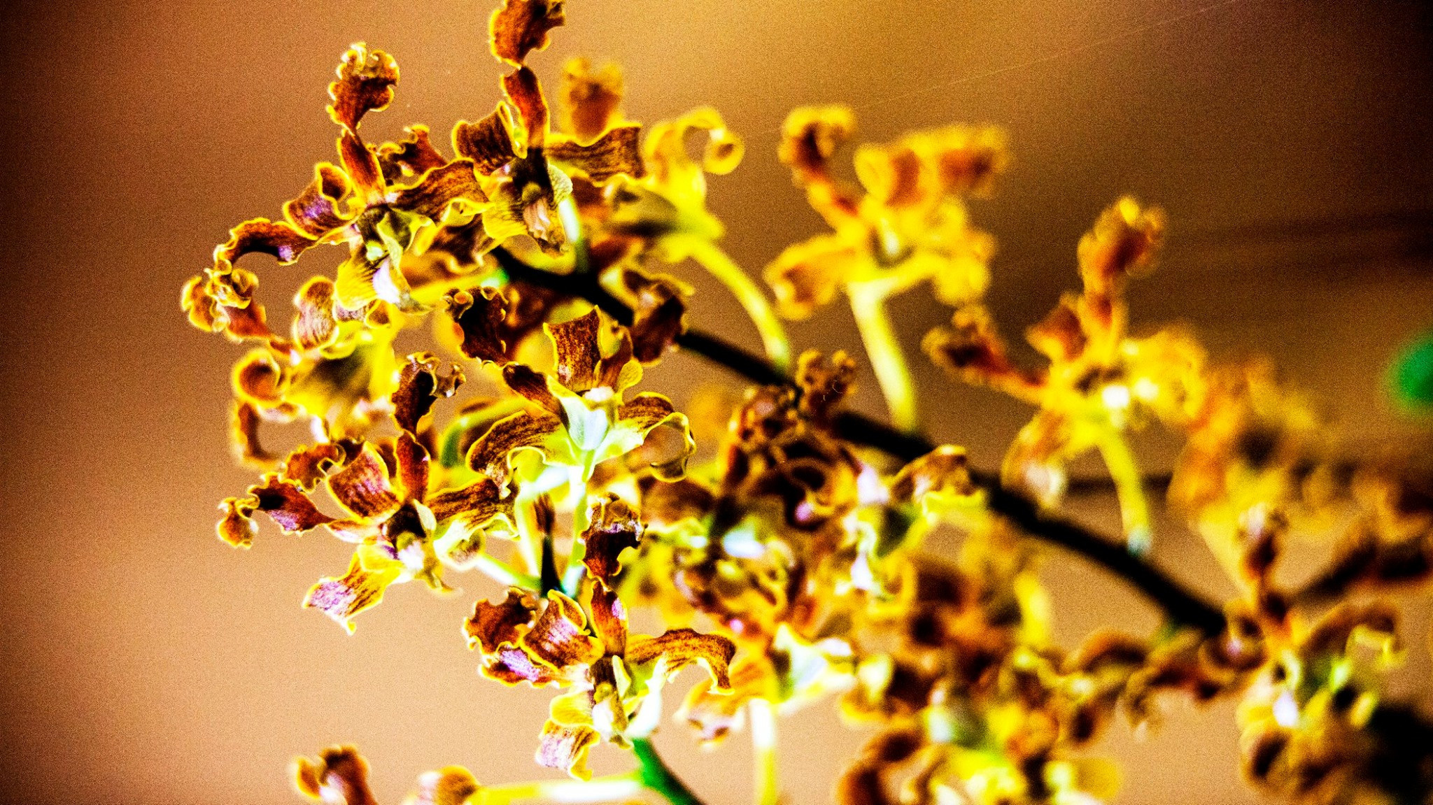 23.Orchids.Drezden. Путешествия в формате 360......