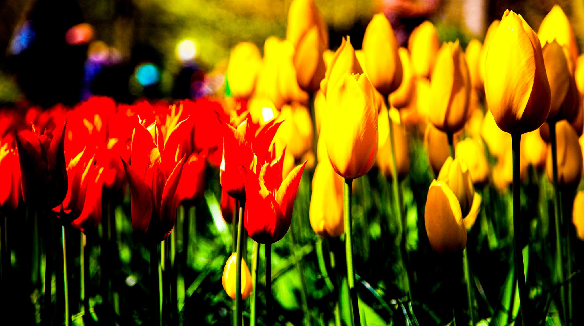 12.Keukenhof — 8 000 000…. Путешествия в формате 360......