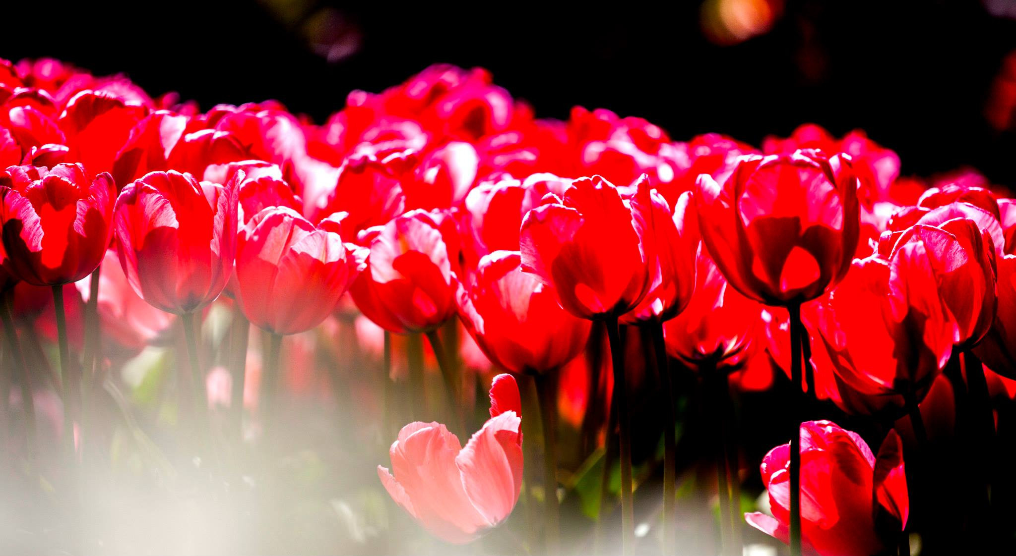 12.Keukenhof — 8 000 000…. Путешествия в формате 360......