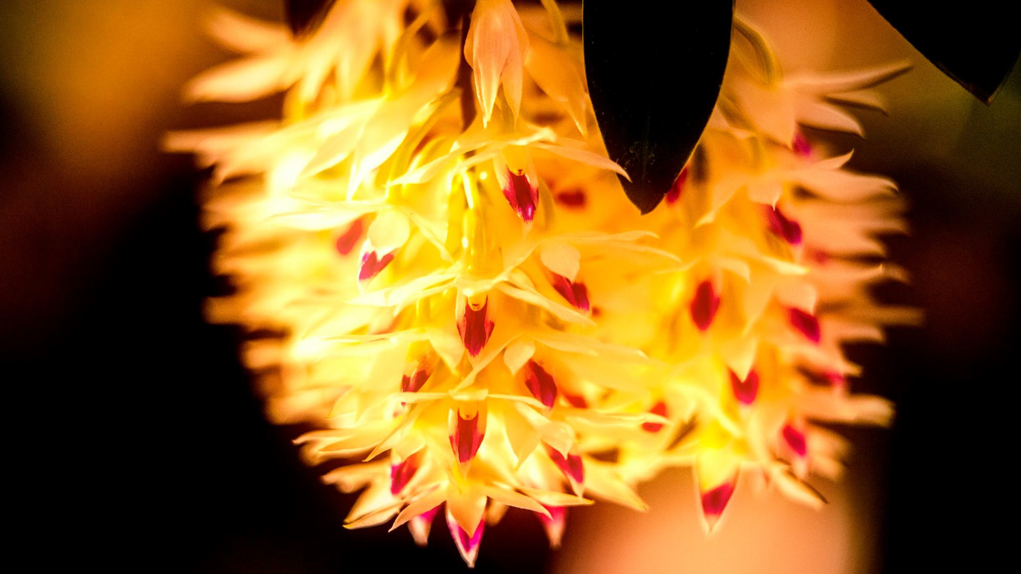 23.Orchids.Drezden. Путешествия в формате 360......