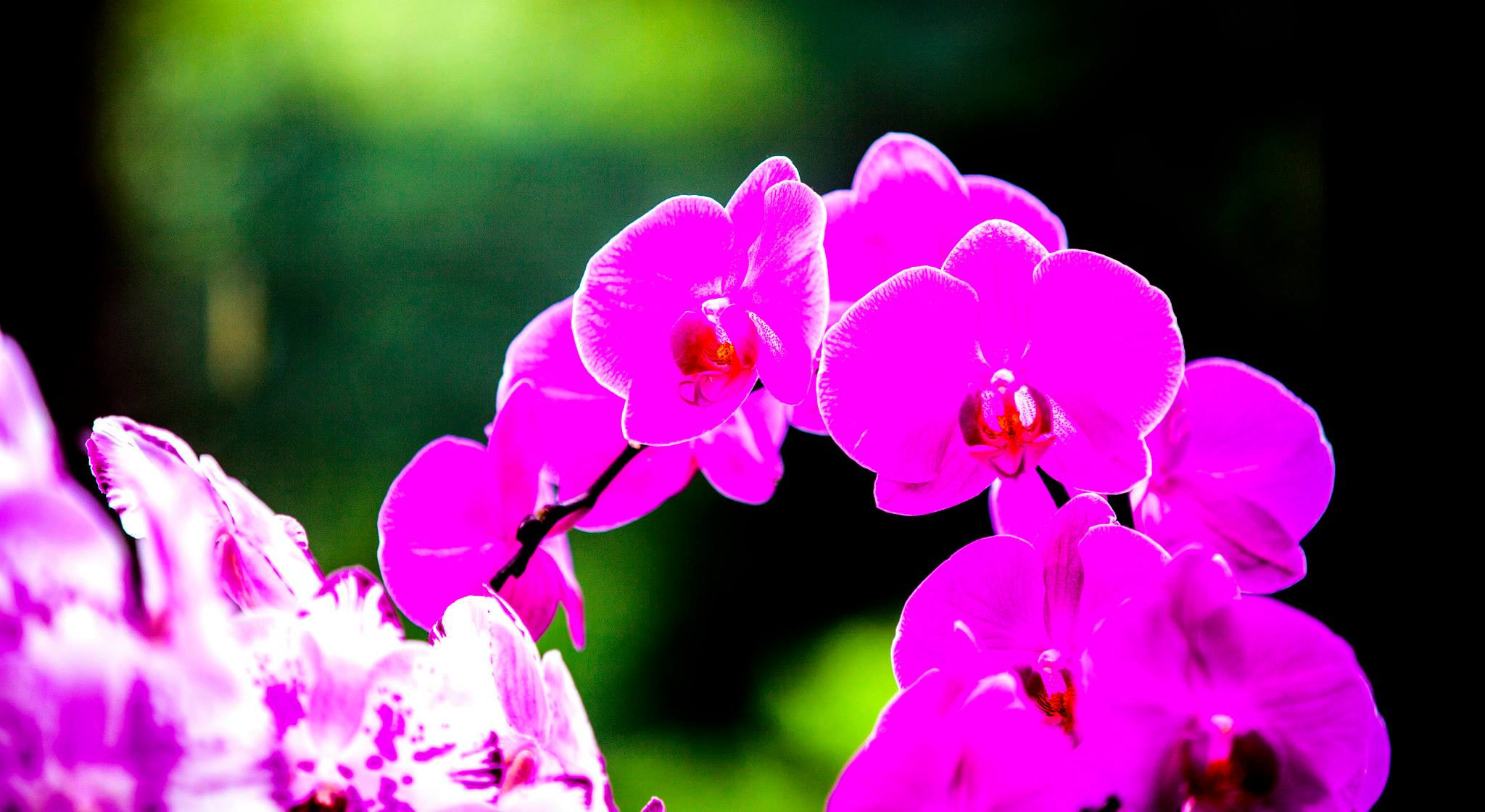 12.Keukenhof — 8 000 000…. Путешествия в формате 360......