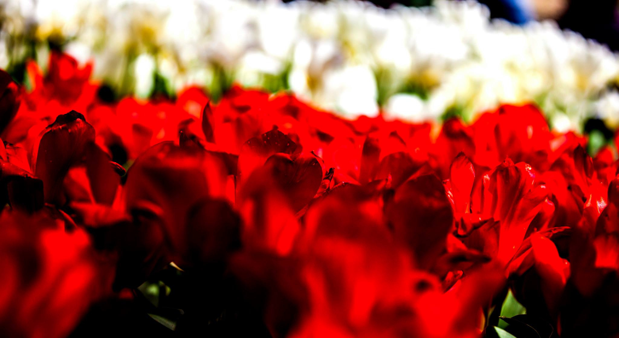 12.Keukenhof — 8 000 000…. Путешествия в формате 360......