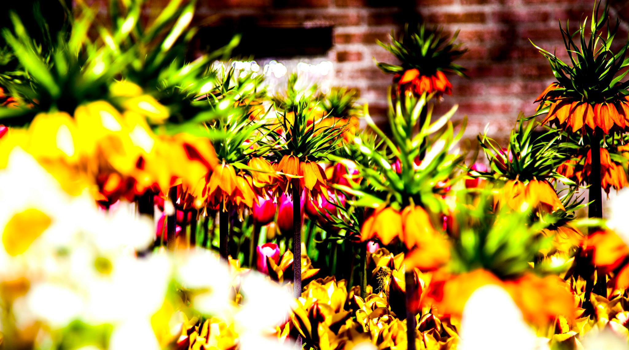12.Keukenhof — 8 000 000…. Путешествия в формате 360......
