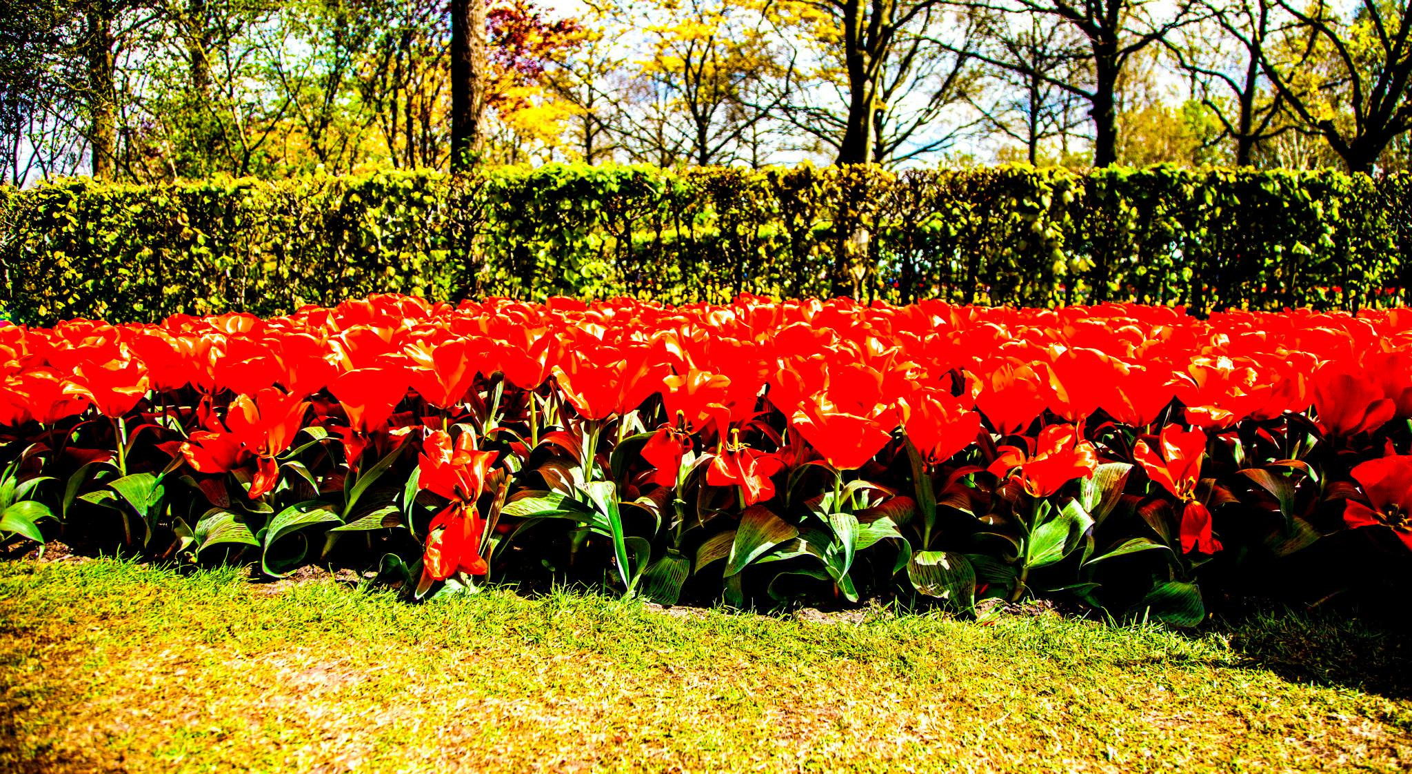 12.Keukenhof — 8 000 000…. Путешествия в формате 360......