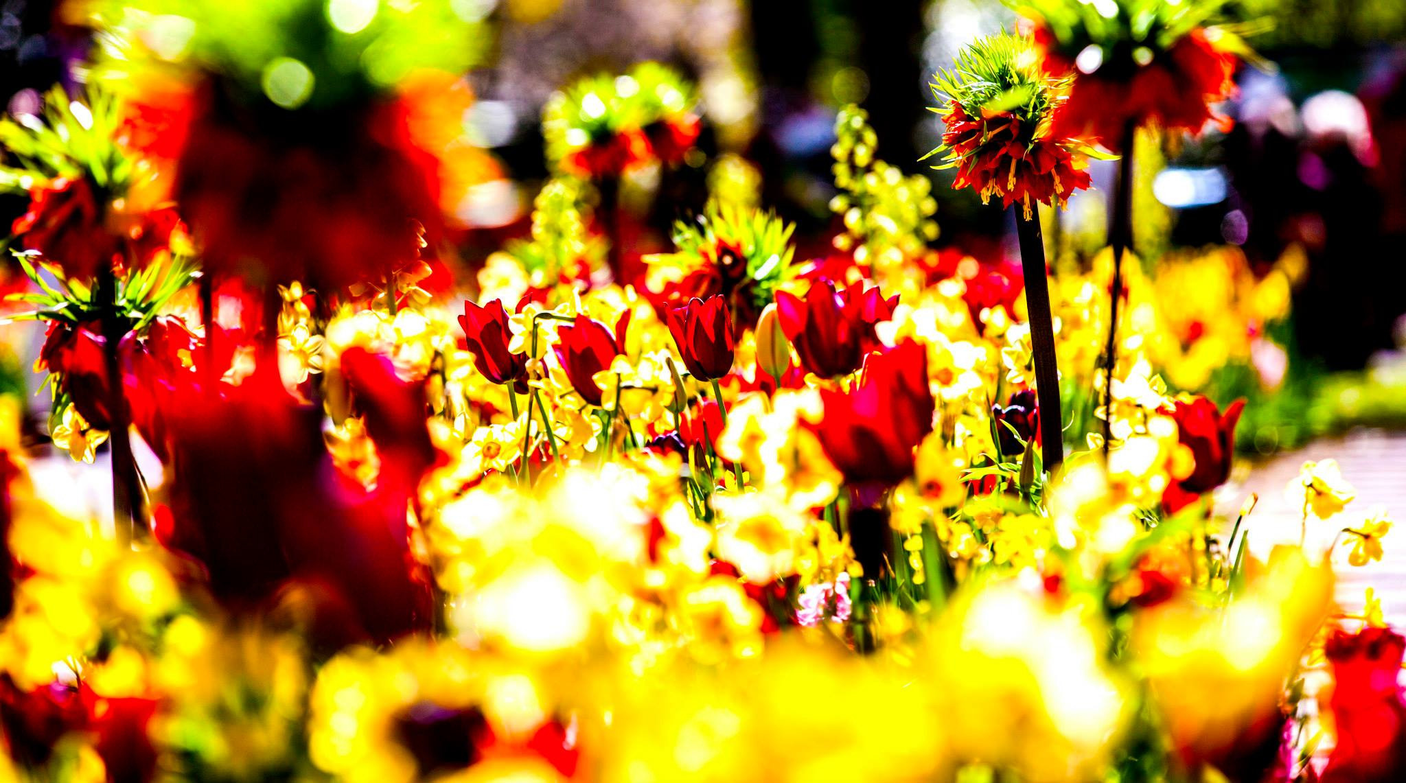 12.Keukenhof — 8 000 000…. Путешествия в формате 360......