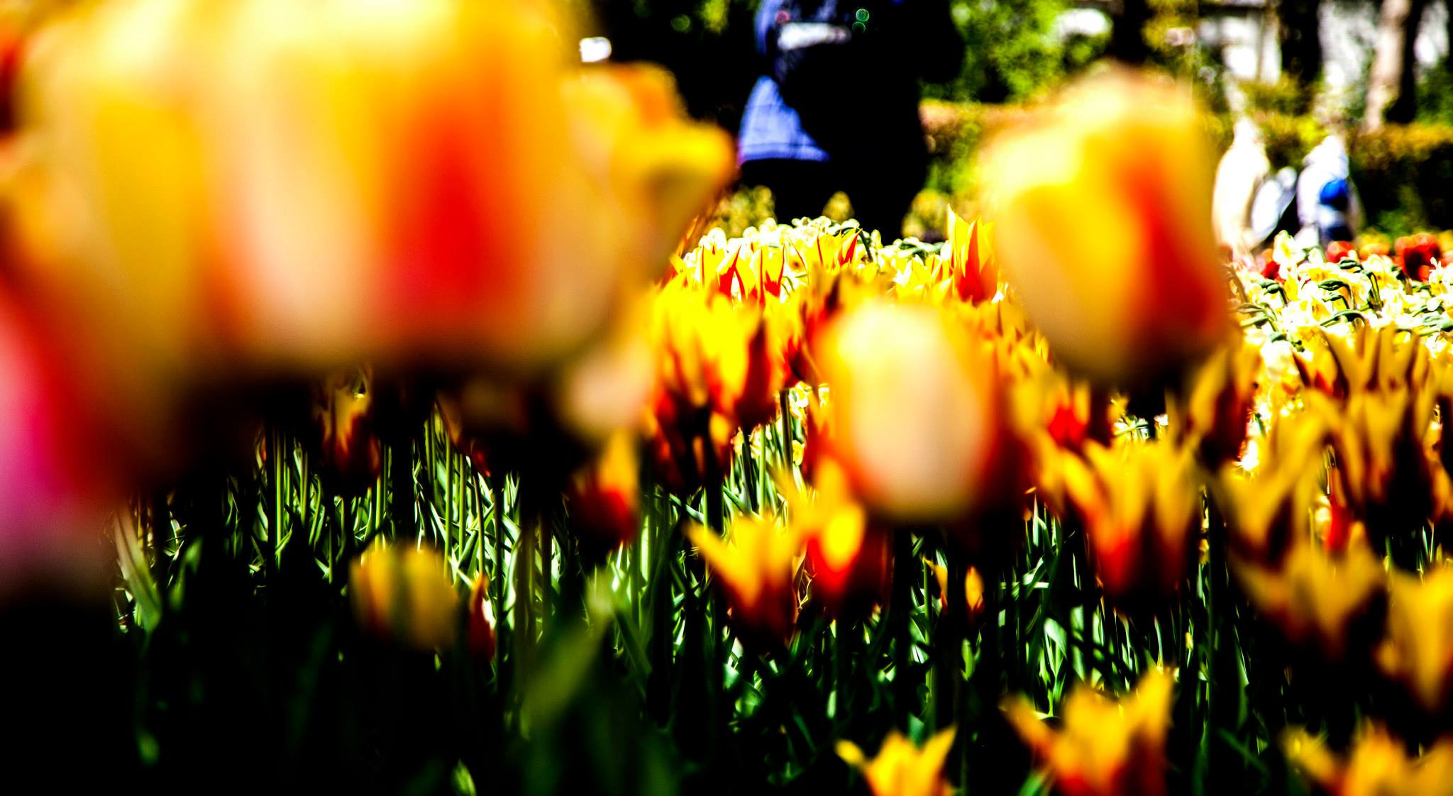 12.Keukenhof — 8 000 000…. Путешествия в формате 360......