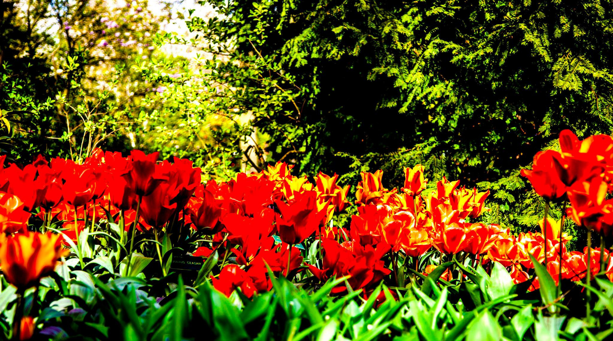 12.Keukenhof — 8 000 000…. Путешествия в формате 360......