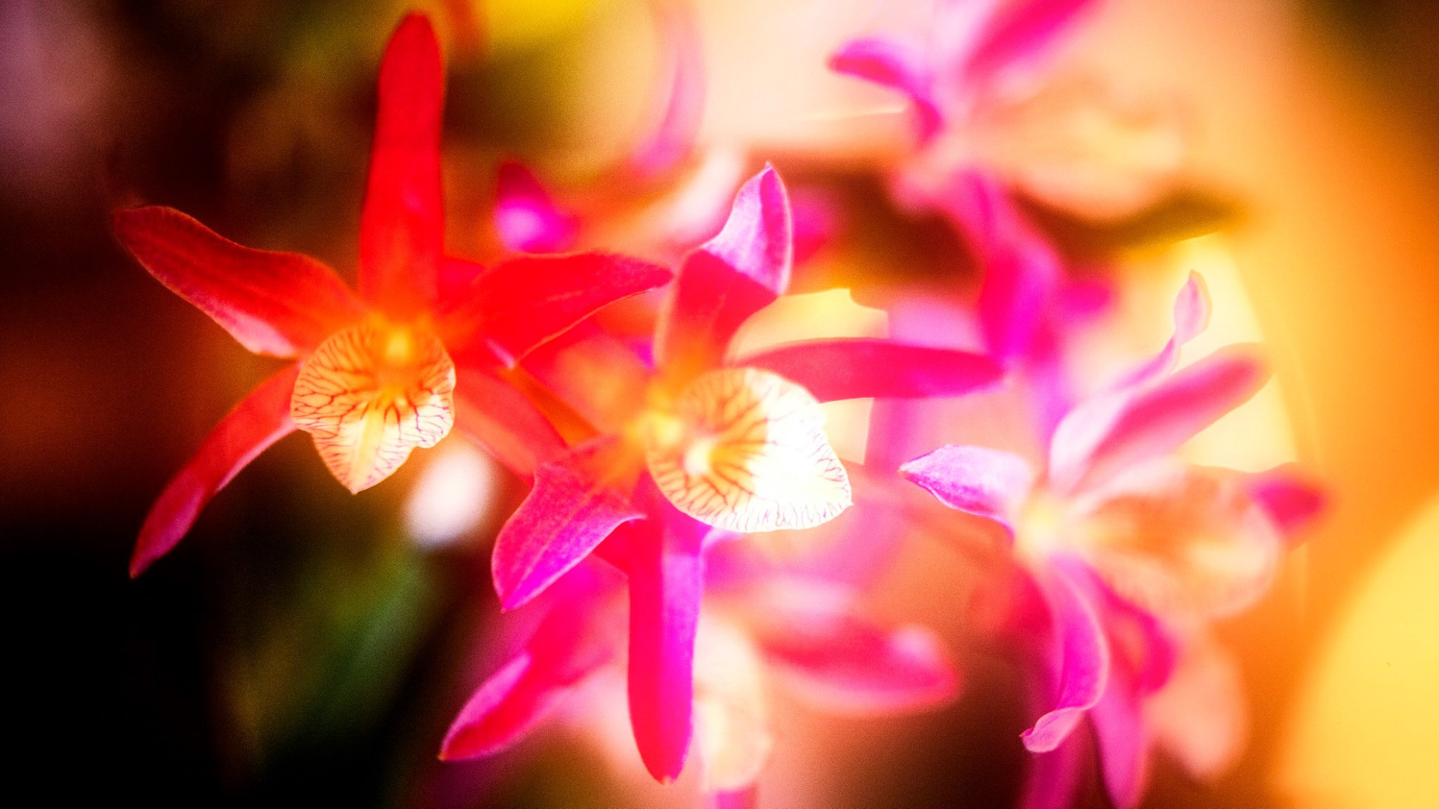 23.Orchids.Drezden. Путешествия в формате 360......