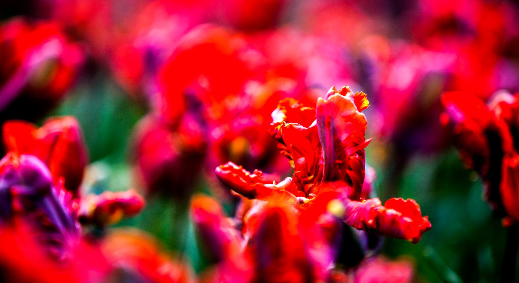 12.Keukenhof — 8 000 000…. Путешествия в формате 360......