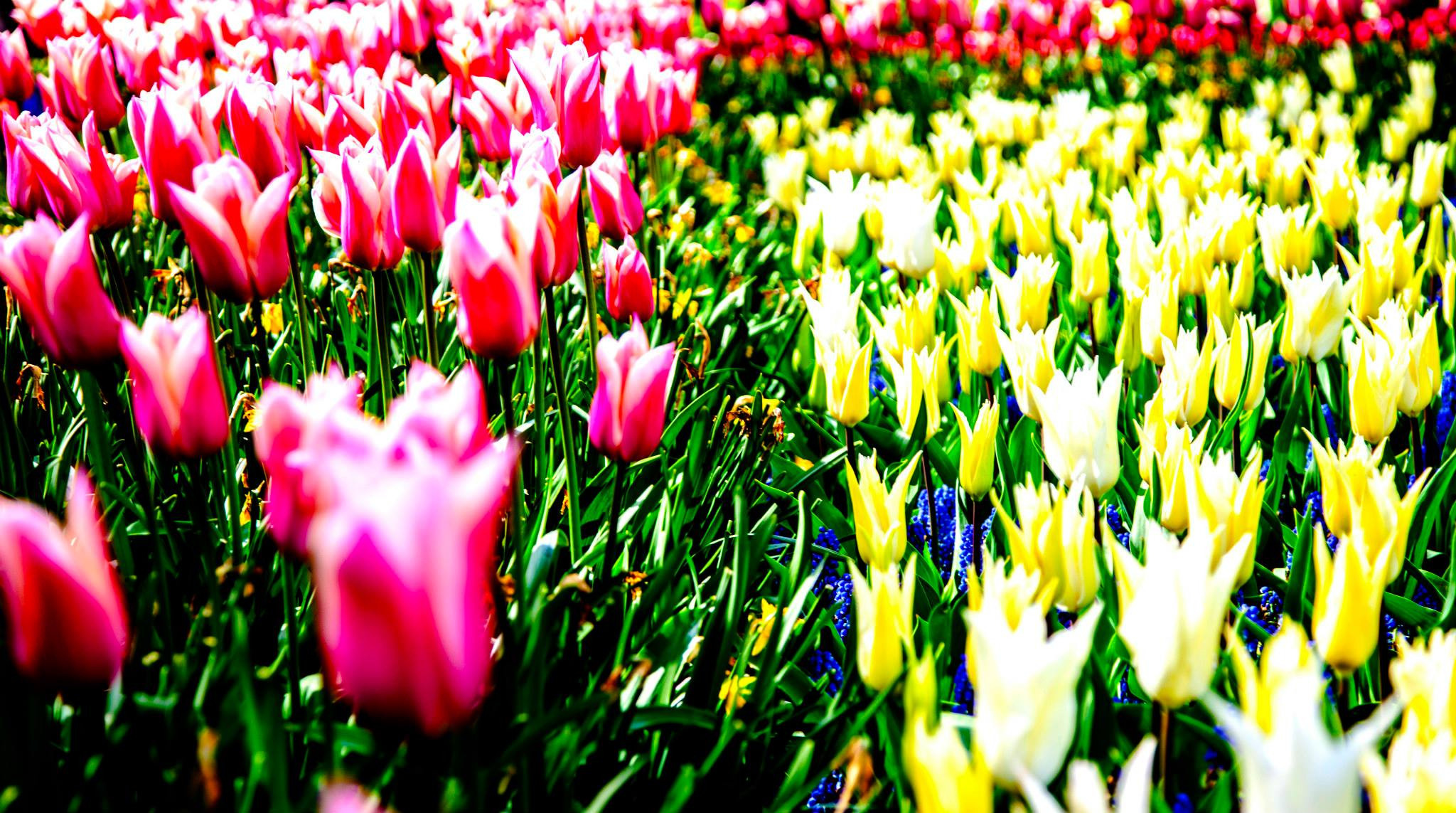 12.Keukenhof — 8 000 000…. Путешествия в формате 360......