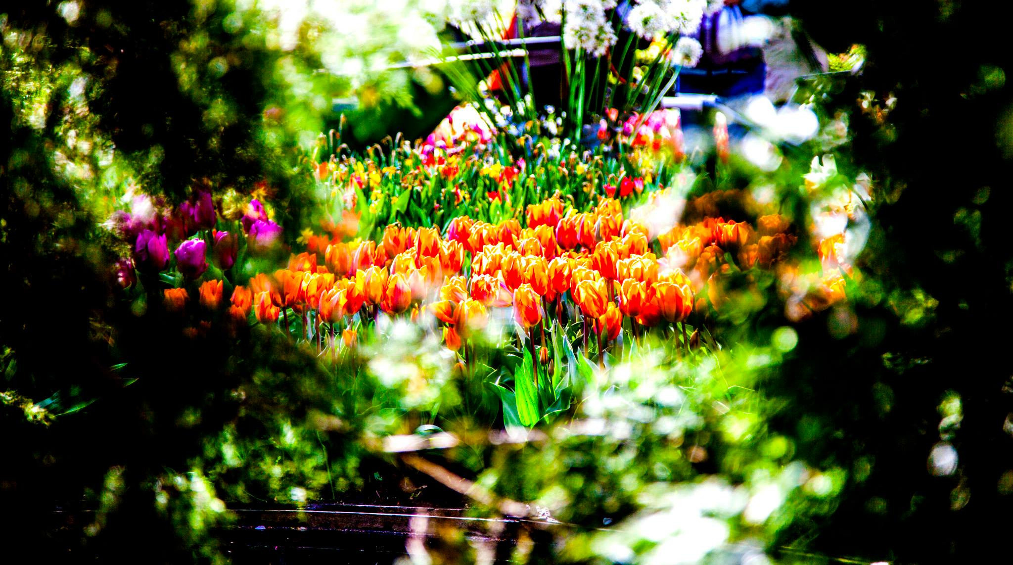 12.Keukenhof — 8 000 000…. Путешествия в формате 360......