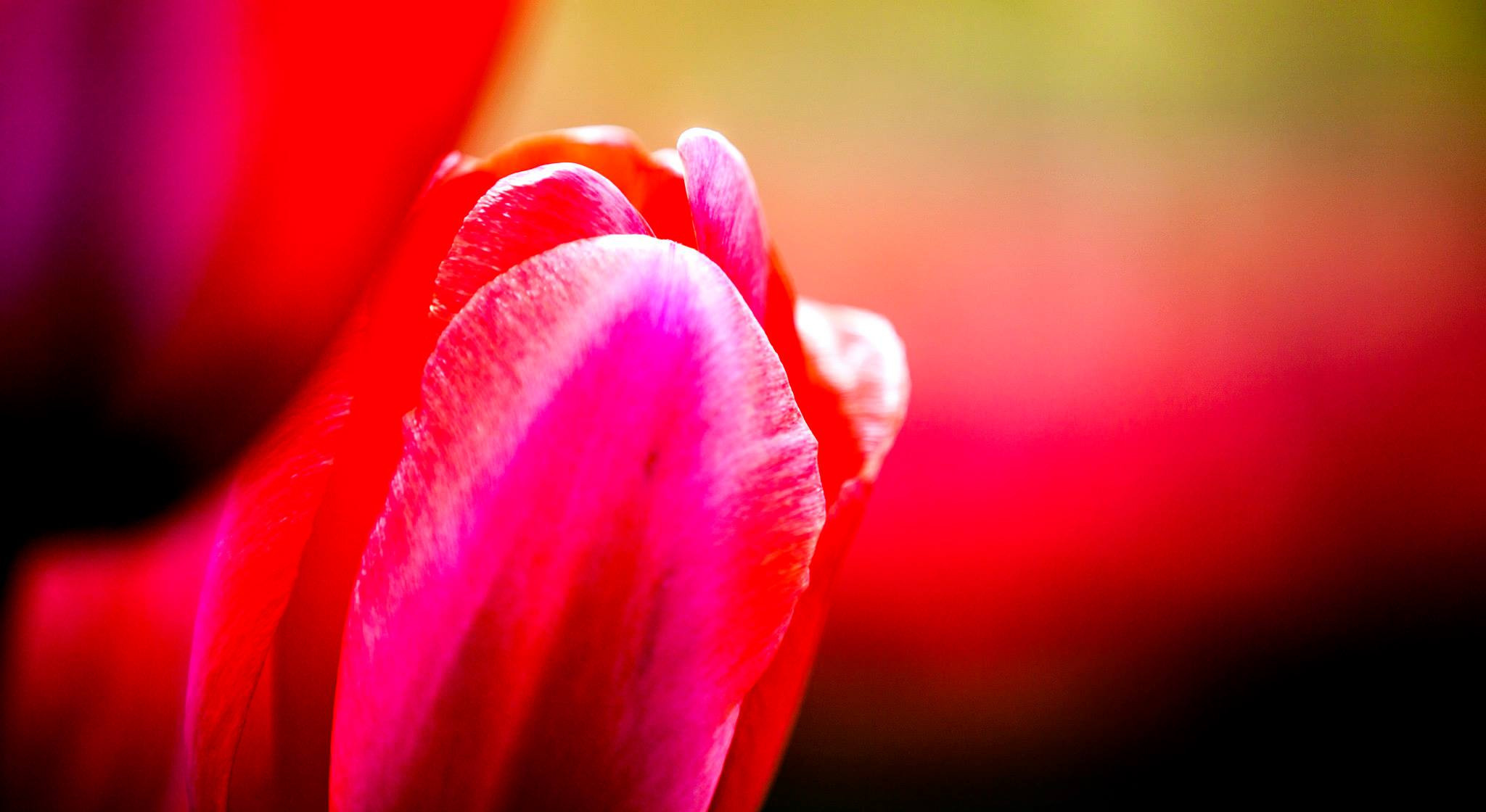 12.Keukenhof — 8 000 000…. Путешествия в формате 360......